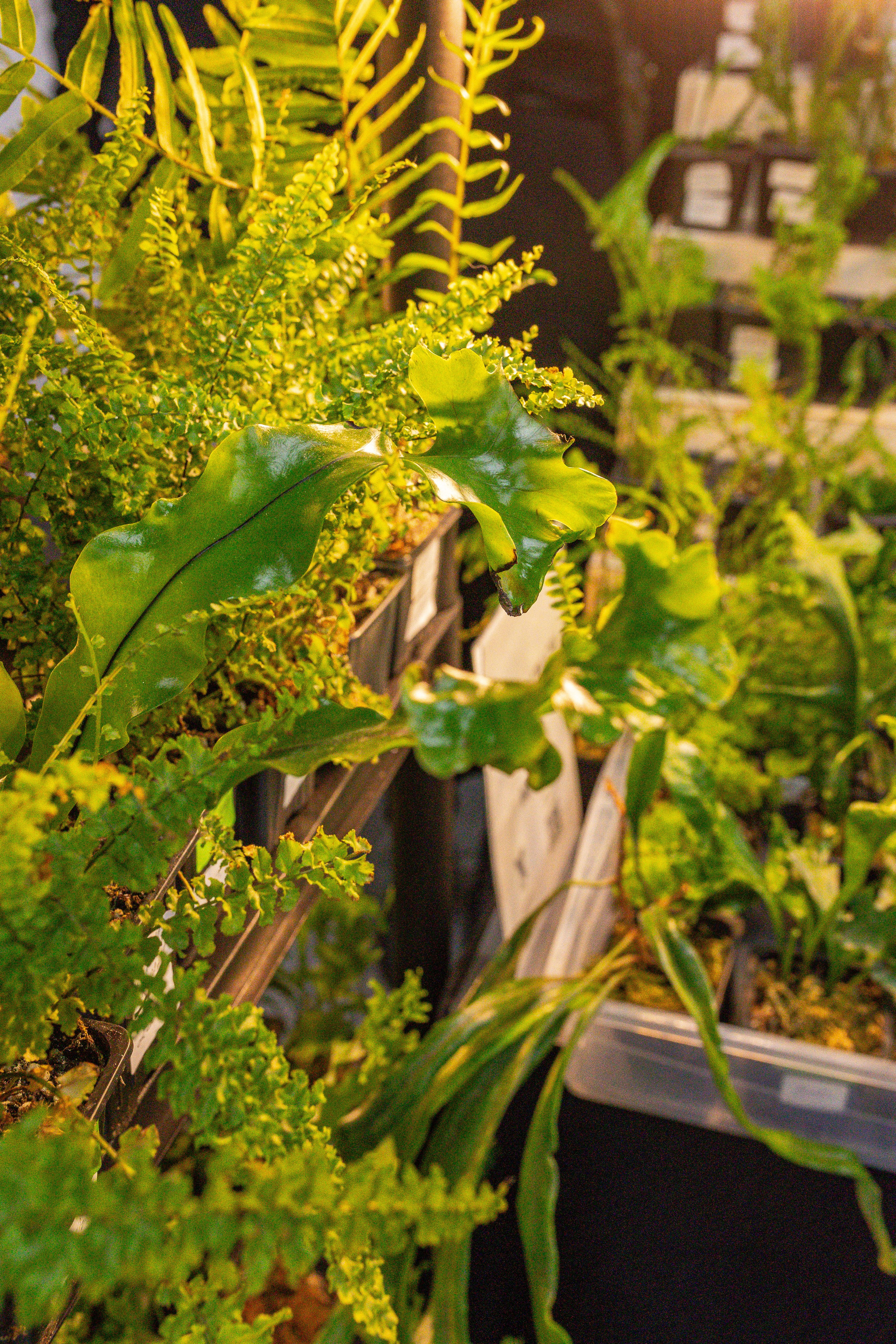 Монстериум апрель 2025. Александра Куликова фотограф, Москва