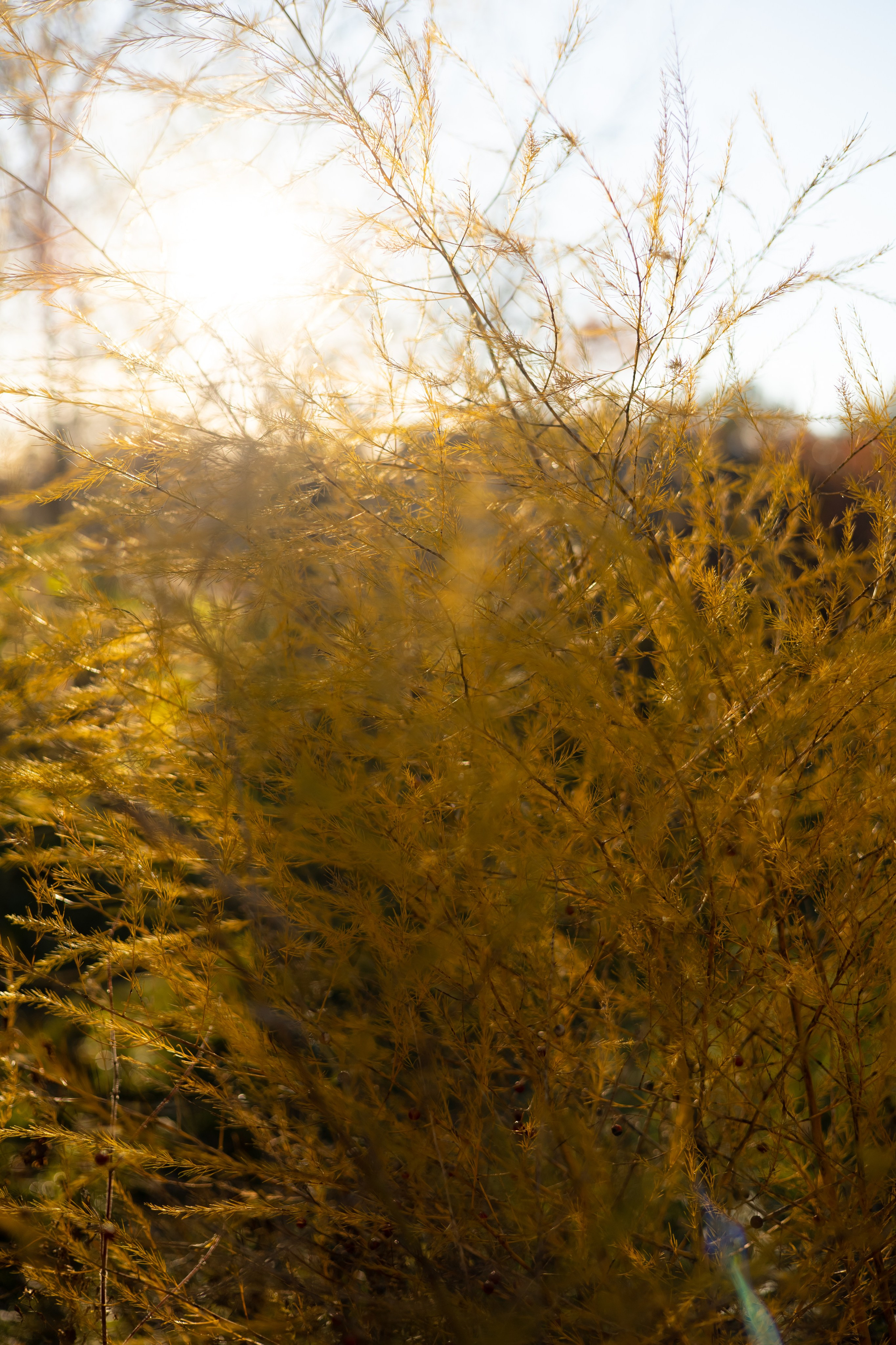 Ляйсан и Антон. Фотограф Элла Ефимова