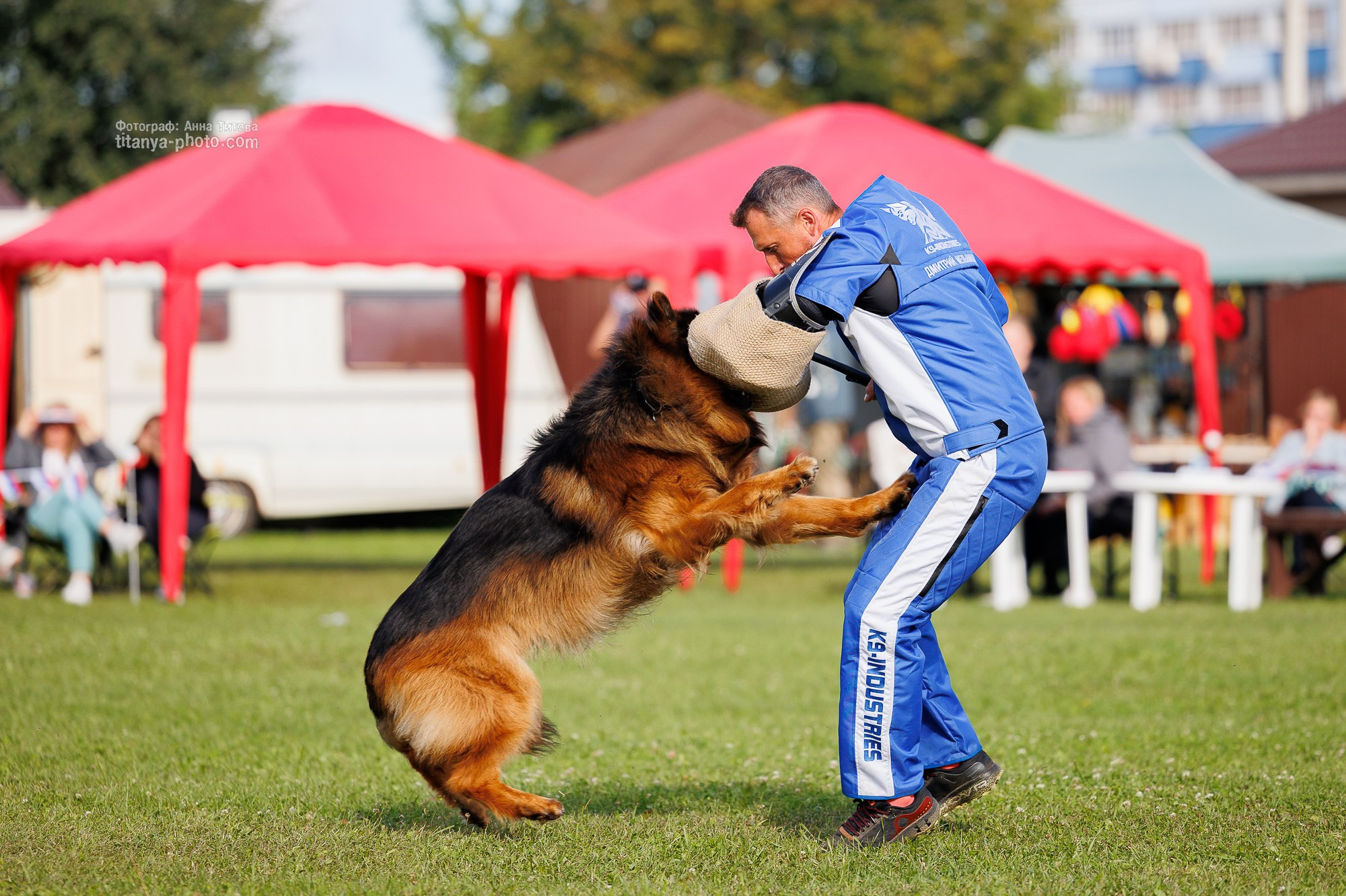Немецкие овчарки: фото из рингов и вне ринга, мутпроба (фотографии с выставок). Фотограф собак, фотограф-анималист Аня Титова (Titanya). Москва