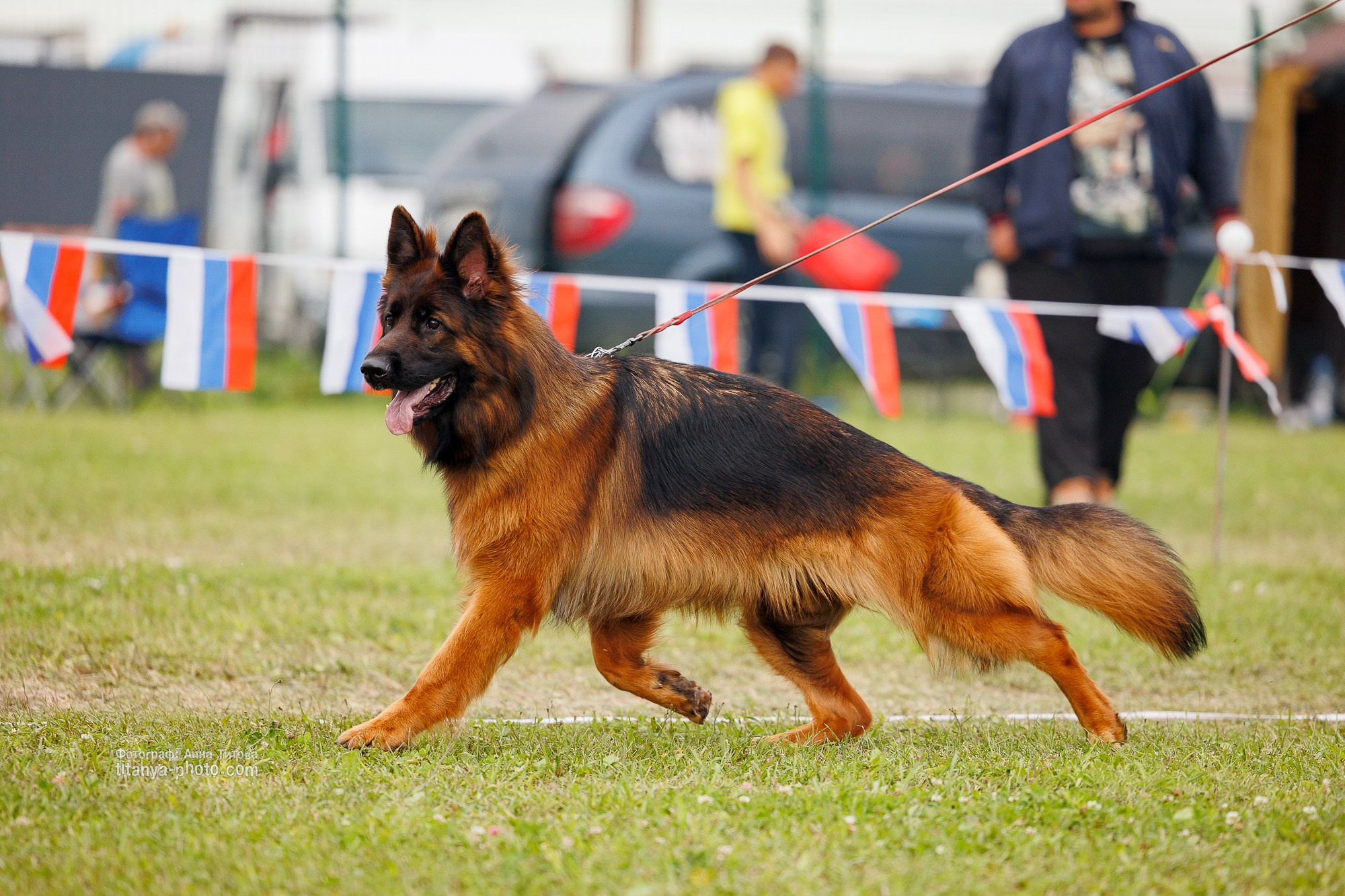 Немецкие овчарки: фото из рингов и вне ринга, мутпроба (фотографии с выставок). Фотограф собак, фотограф-анималист Аня Титова (Titanya). Москва