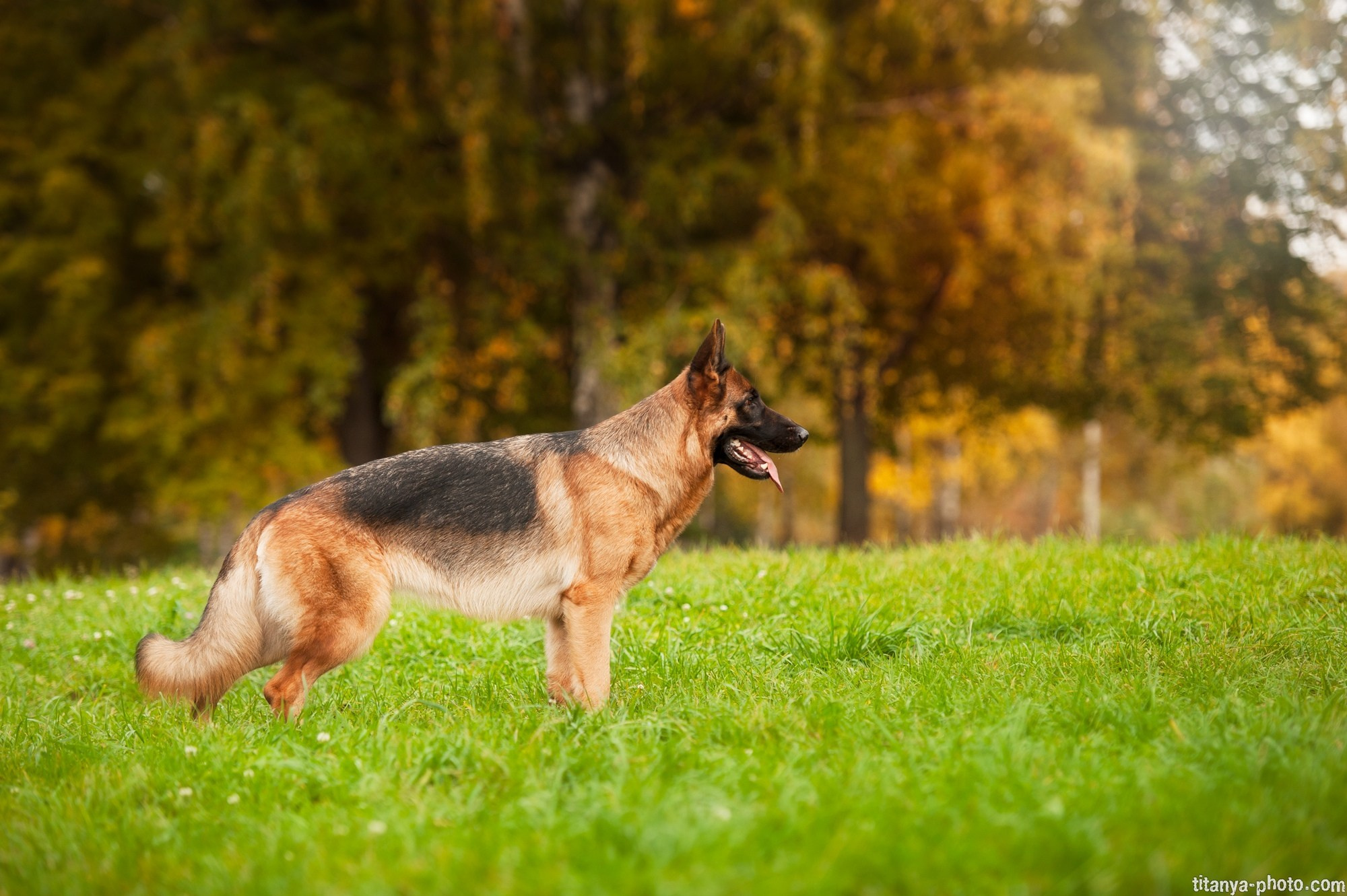 Фотография собак, фотограф-анималист Москва. Фотограф собак, фотограф-анималист Аня Титова (Titanya). Москва