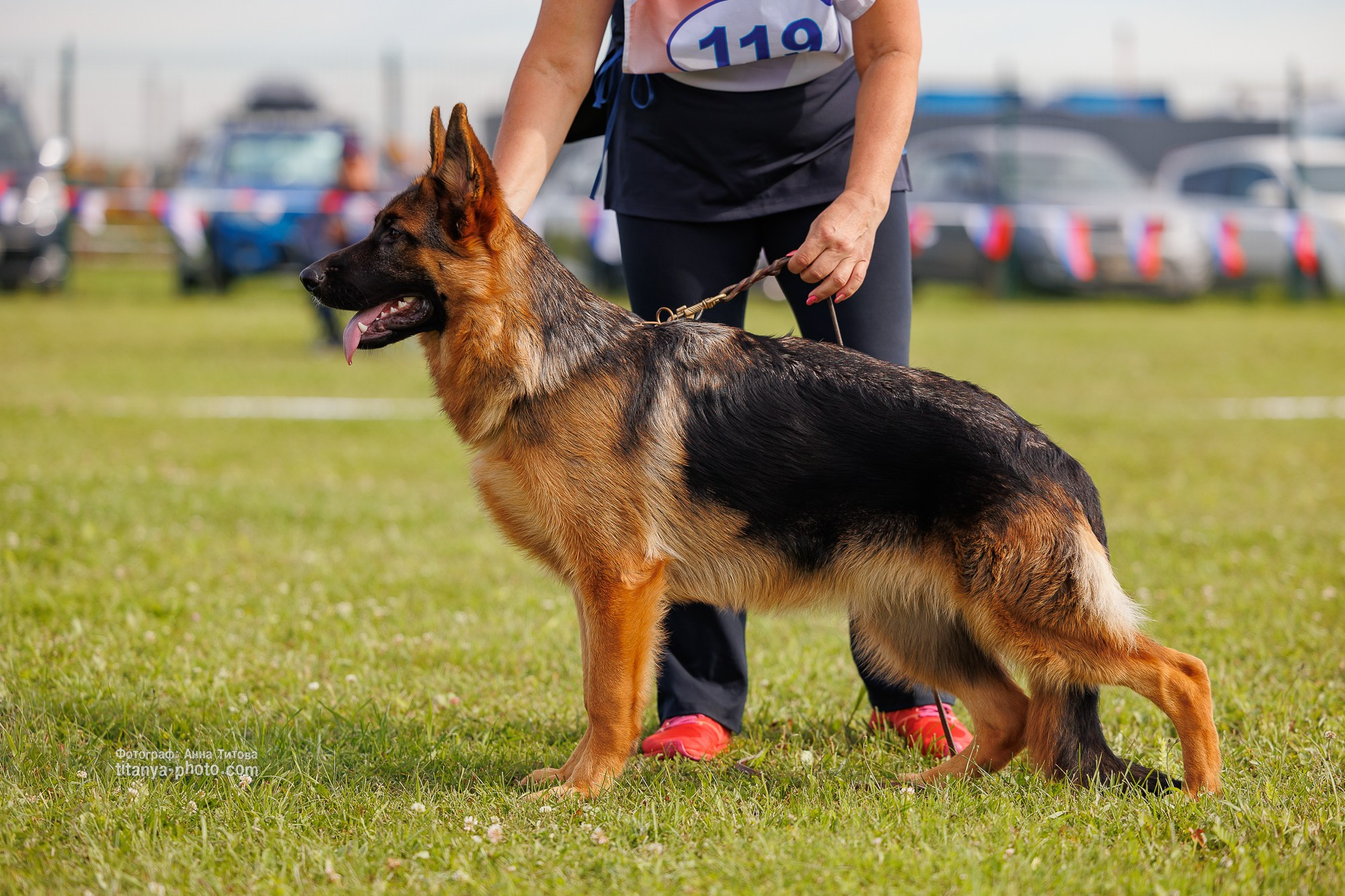 Немецкие овчарки: фото из рингов и вне ринга, мутпроба (фотографии с выставок). Фотограф собак, фотограф-анималист Аня Титова (Titanya). Москва