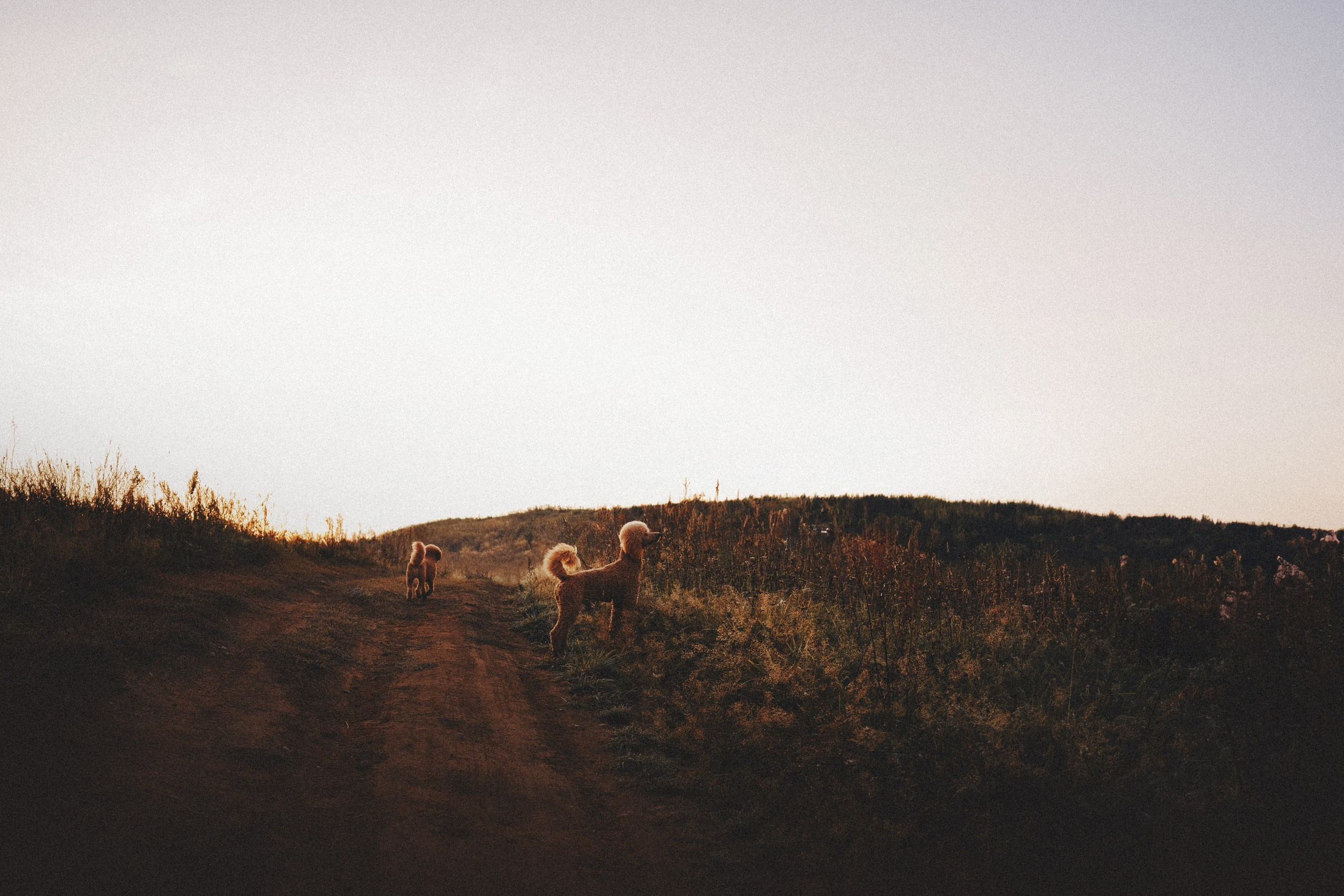 Юля, Кир и Цера. Фотограф анималист Осипчикова Мария