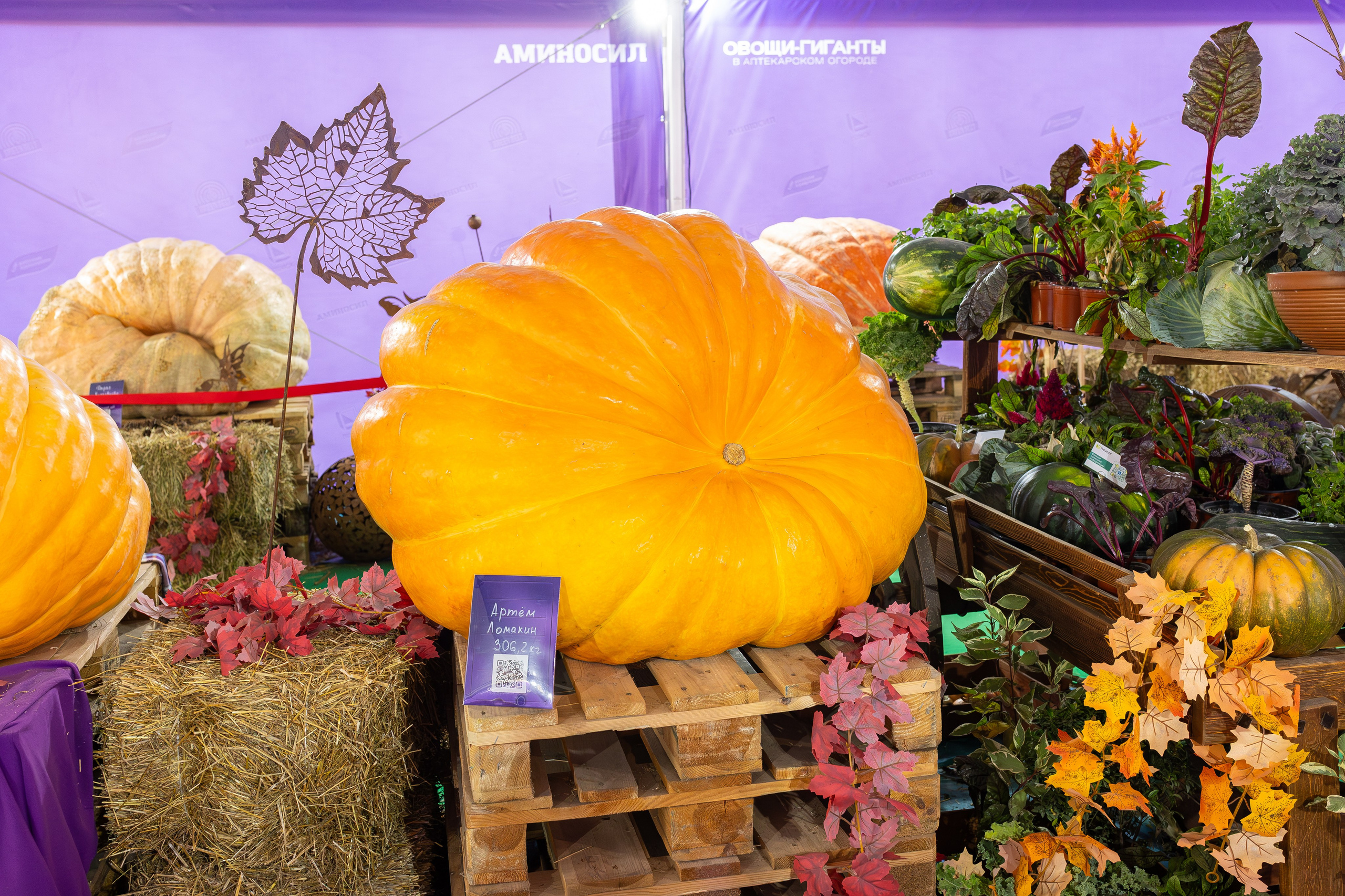 Овощи-гиганты. Александра Куликова фотограф, Москва