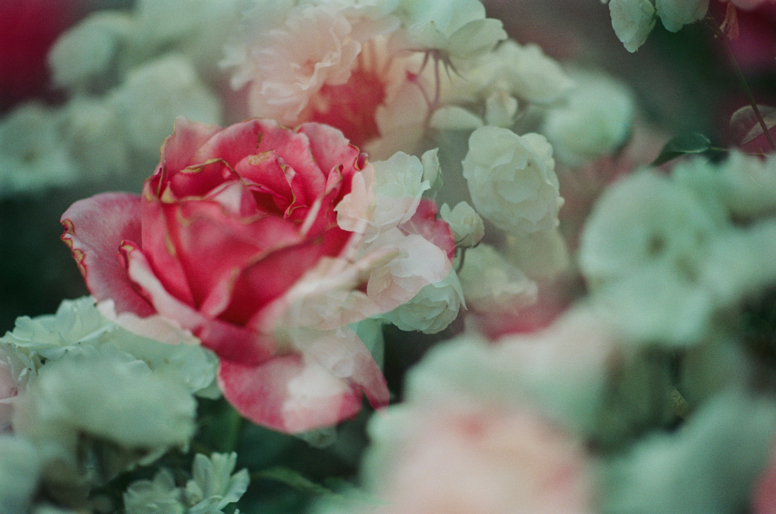 Sakura blues // ukraine, crimea III. EVER EXPOSED