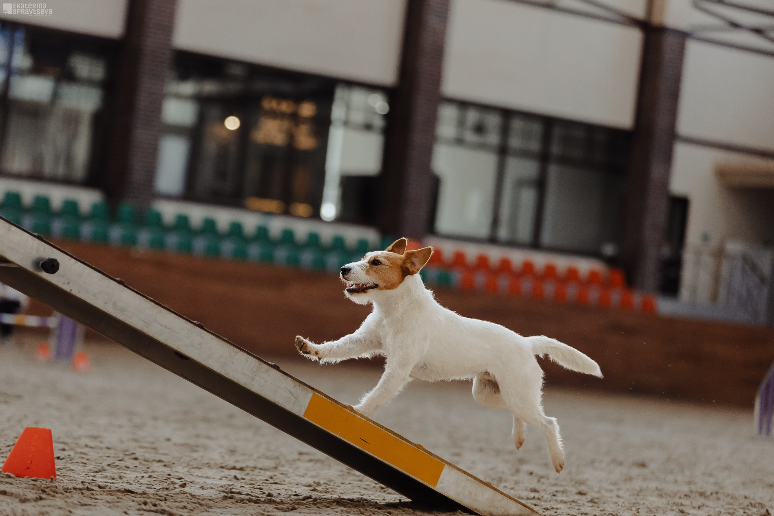 ЧРКФ Аджилити в Максима. Фотограф Анималист Екатерина Справцева в Нижнем Новгороде