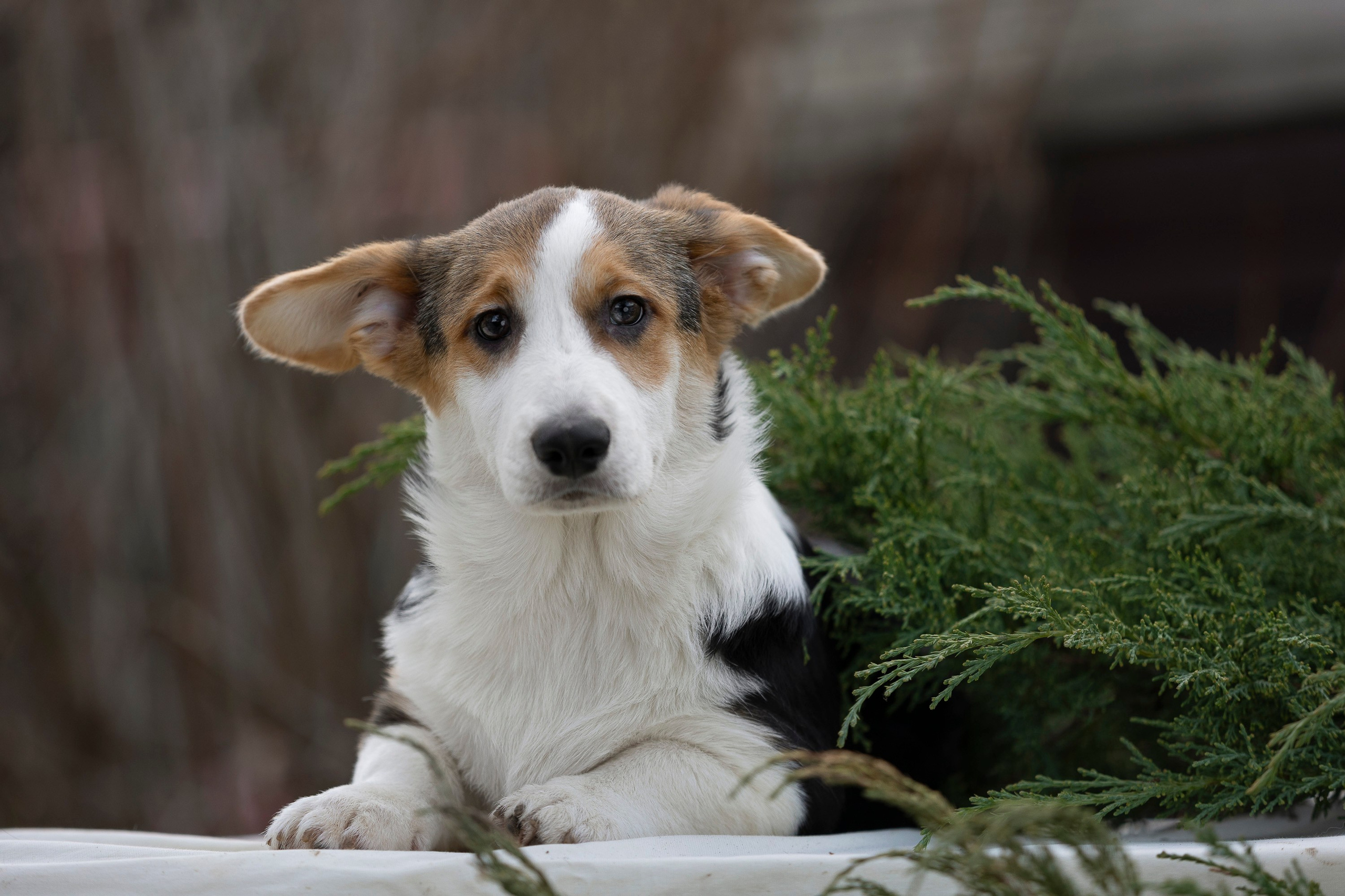 Вельш Корги Кардиган. Фотограф анималист, семейный фотограф, фотограф собак Комратова Мария. г. Москва