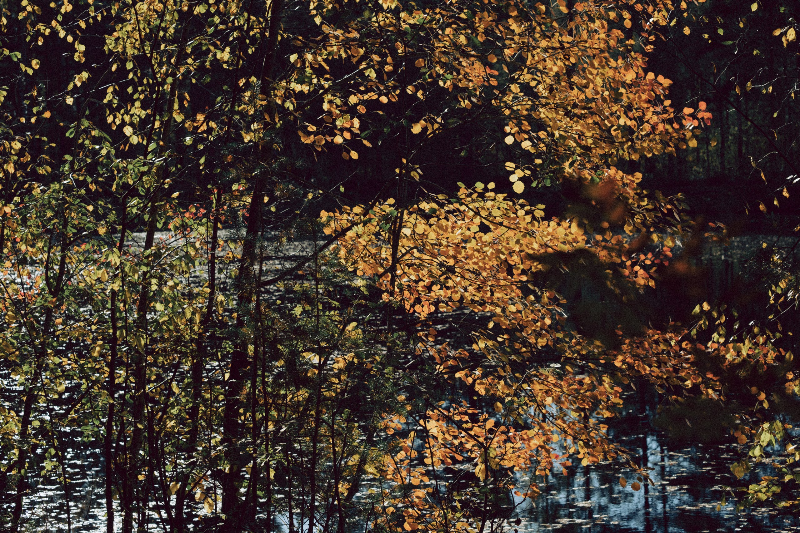 Осеняя прогулка. Профессиональный фотограф, Санкт-Петербург — Виктория Богомолова