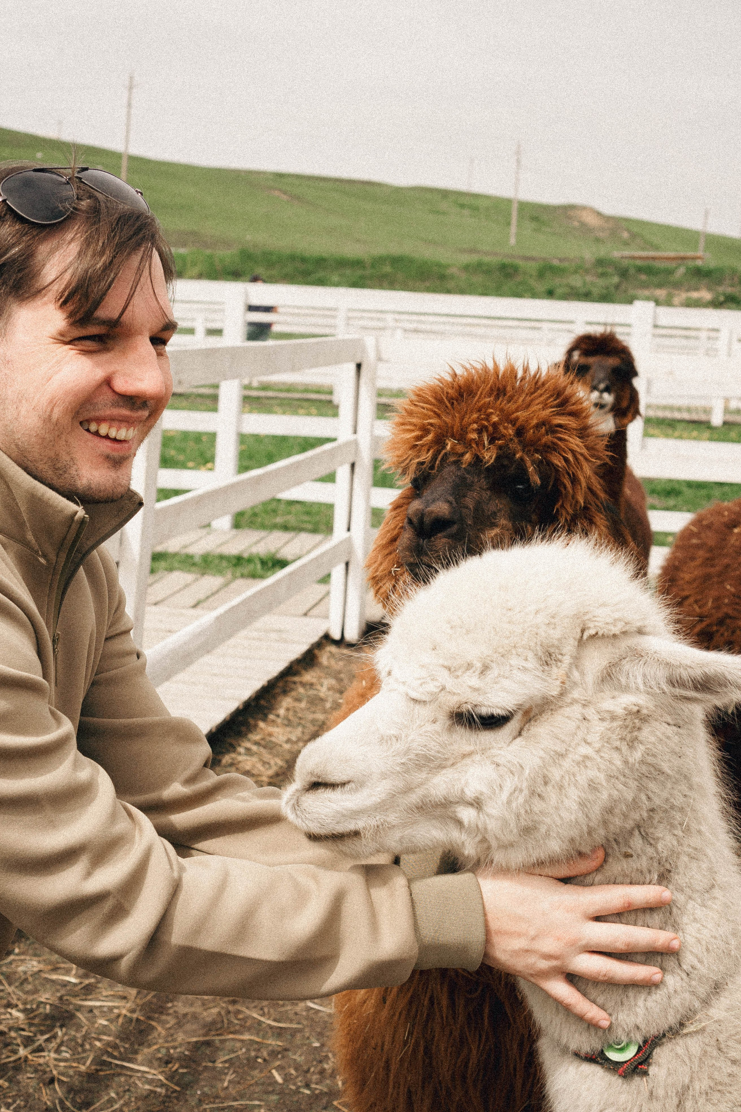 Ферма Альпак. Профессиональный фотограф, Санкт-Петербург — Виктория Богомолова