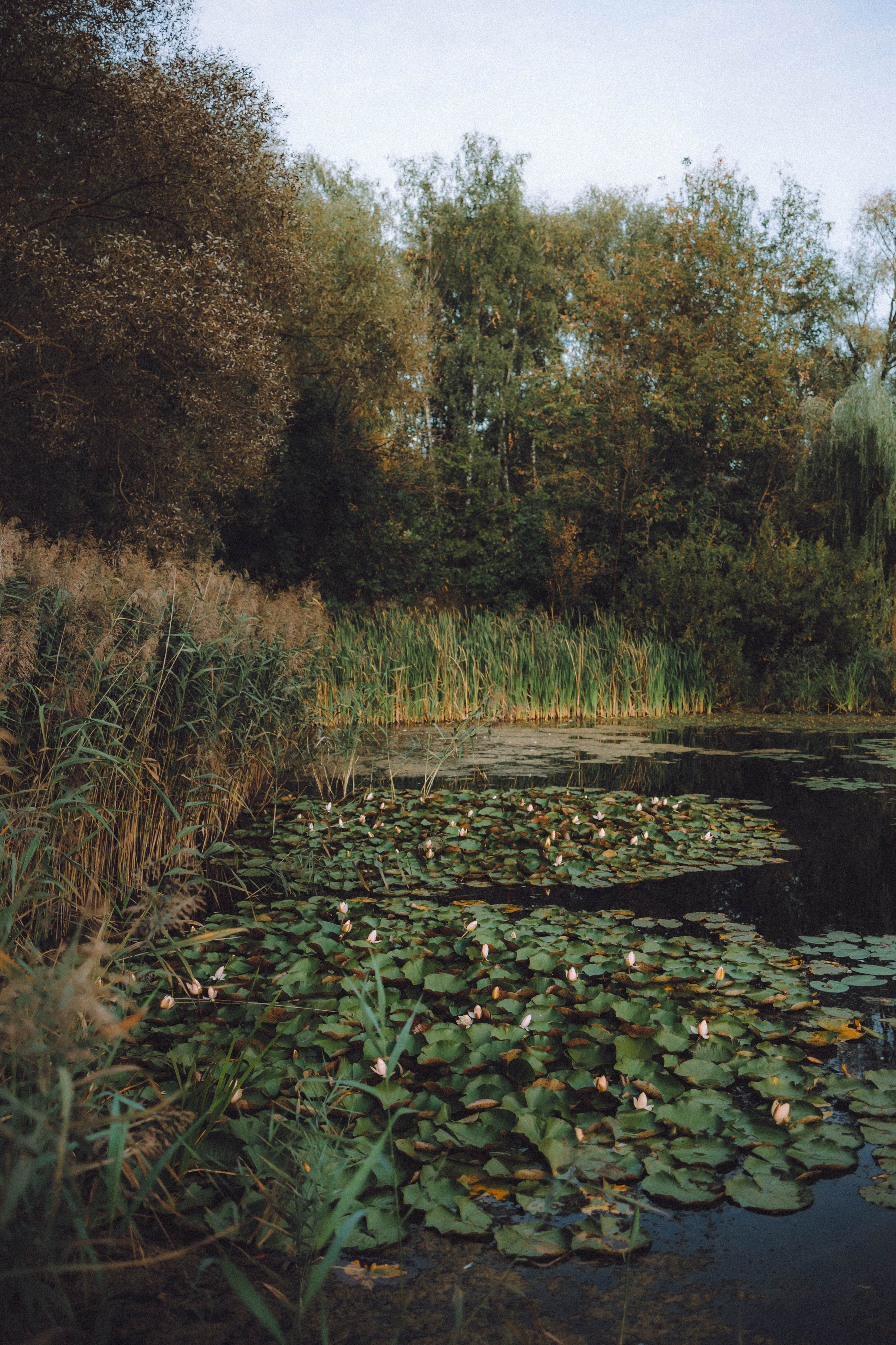 Арчи и его семья