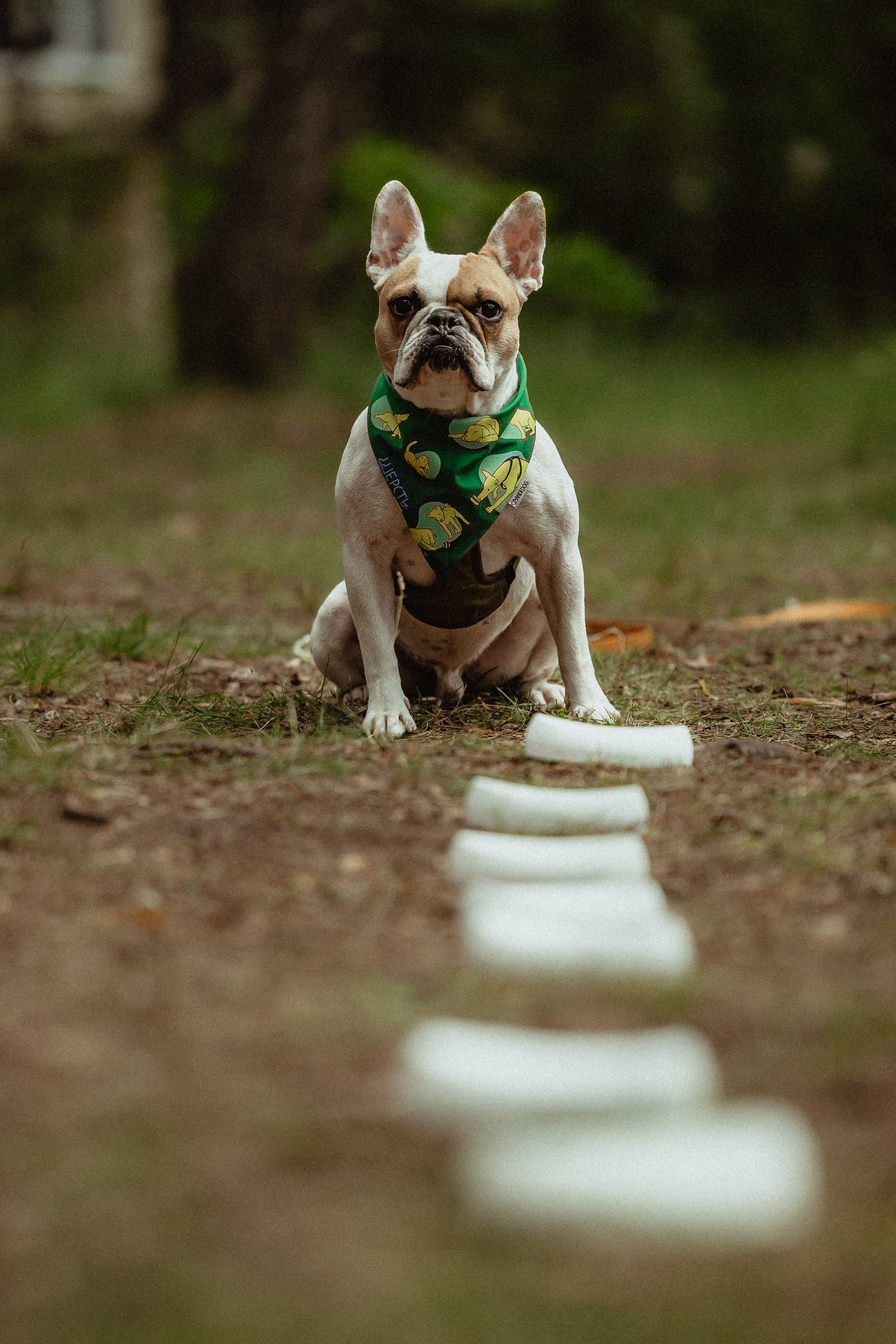 Выездной дог-тренинг от школы «Шерсть имею»