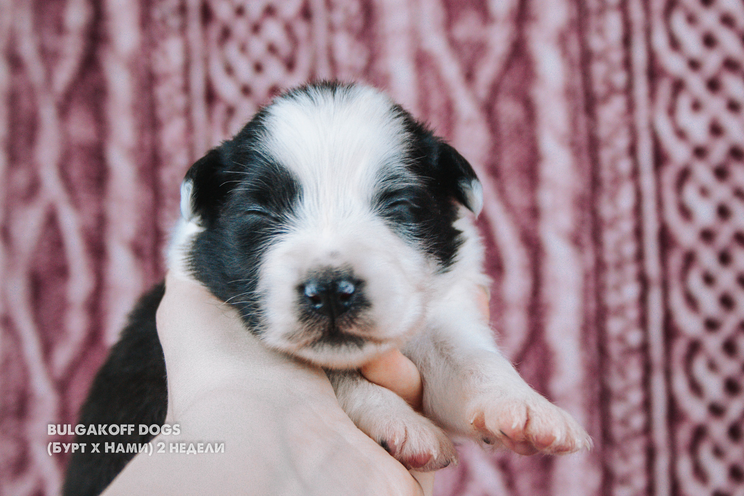 Карныш. BLGKV питомник собак