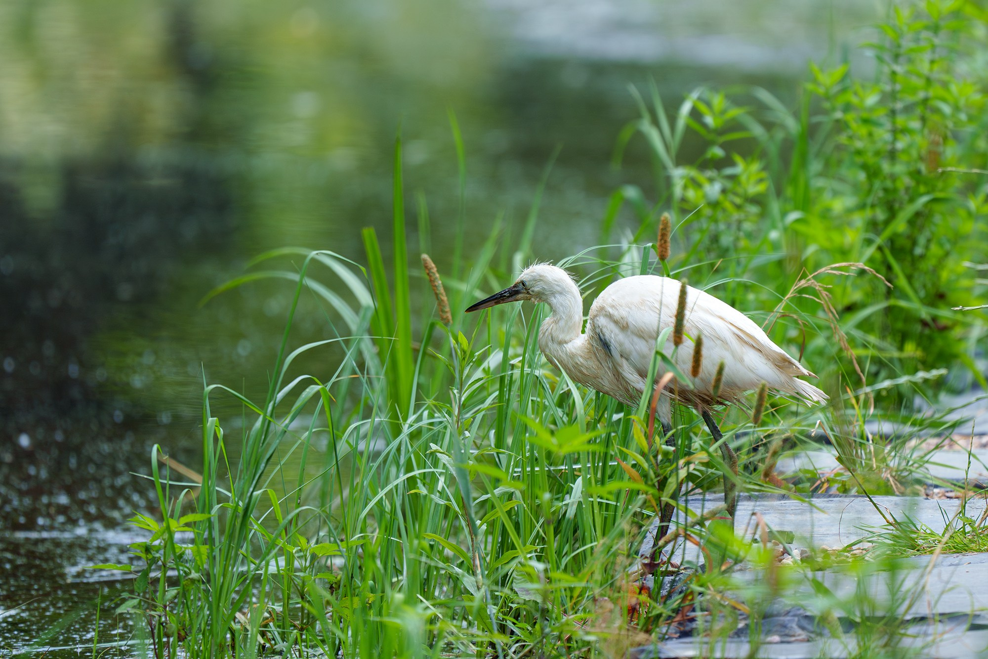 Удивительные мир птиц. Вокруг нас столько прекрасного — присмотритесь!. Ваш личный фотограф Марина Волкова