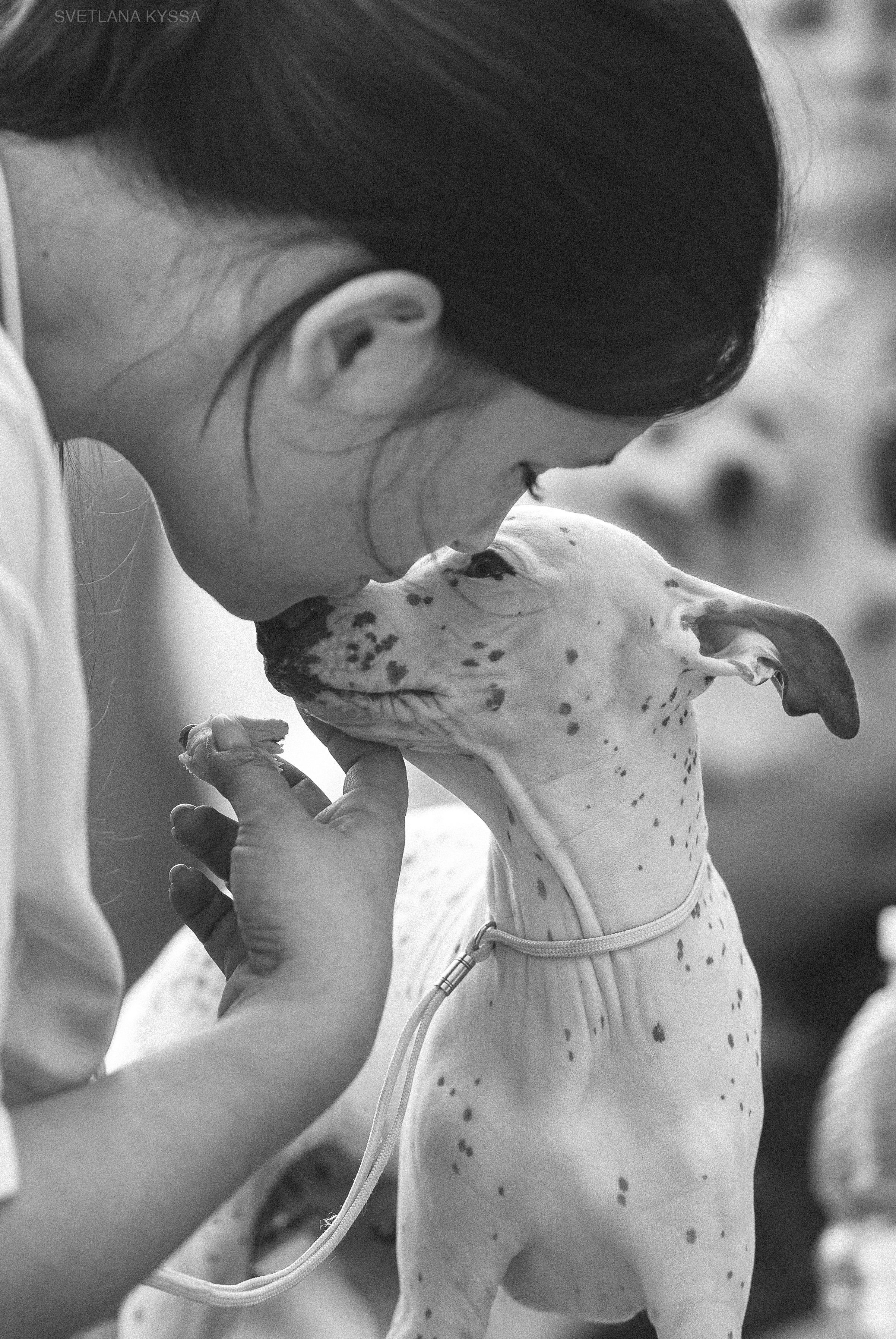 Фотограф — анималист Светлана Кысса|фотограф собак в Краснодаре и Нижнем Новгороде