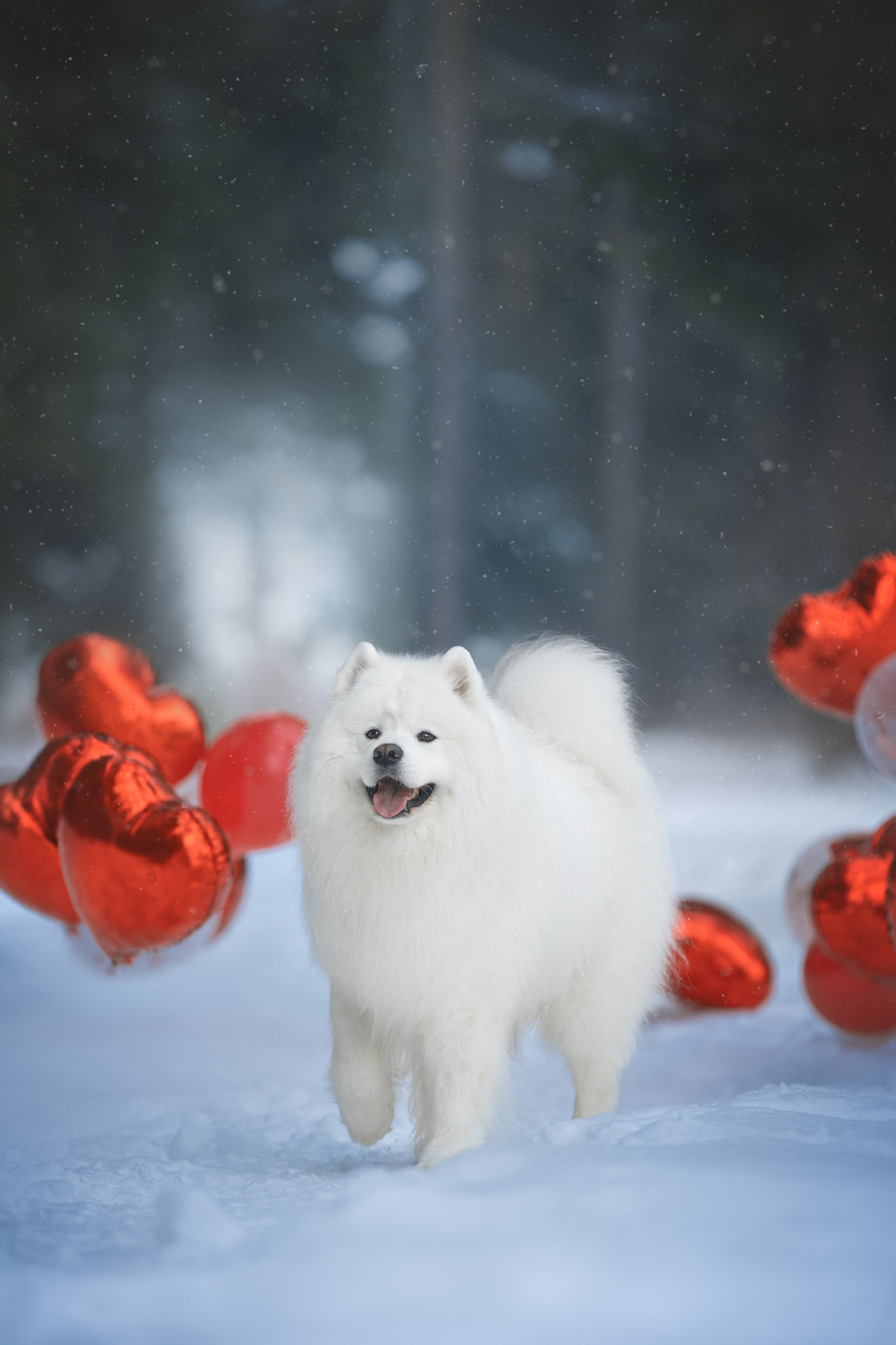 Самоедские мальчишки. Фотограф анималист в Москве Майорова Евгения