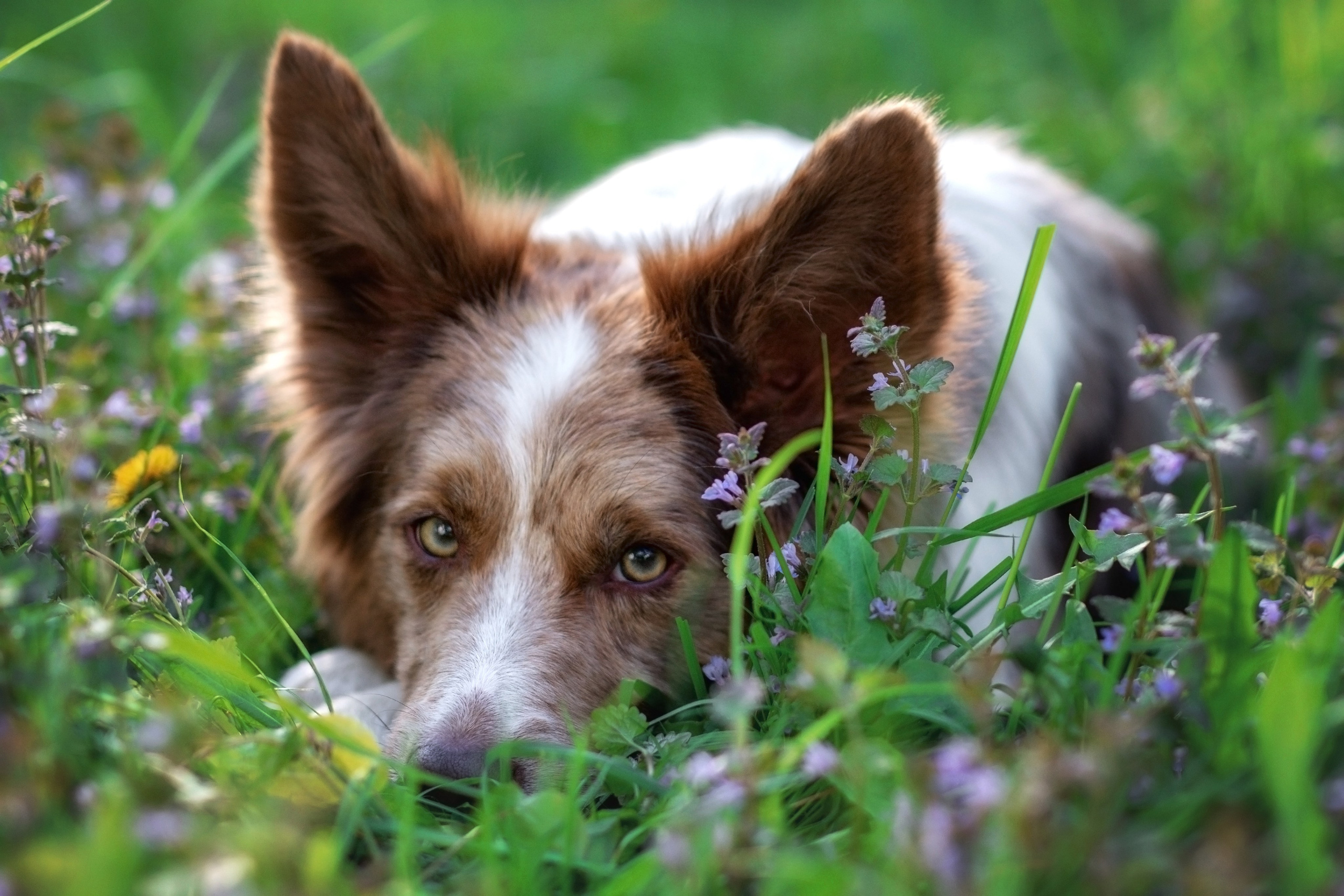 Собаки. Фотограф-анималист Юлия Зубкова