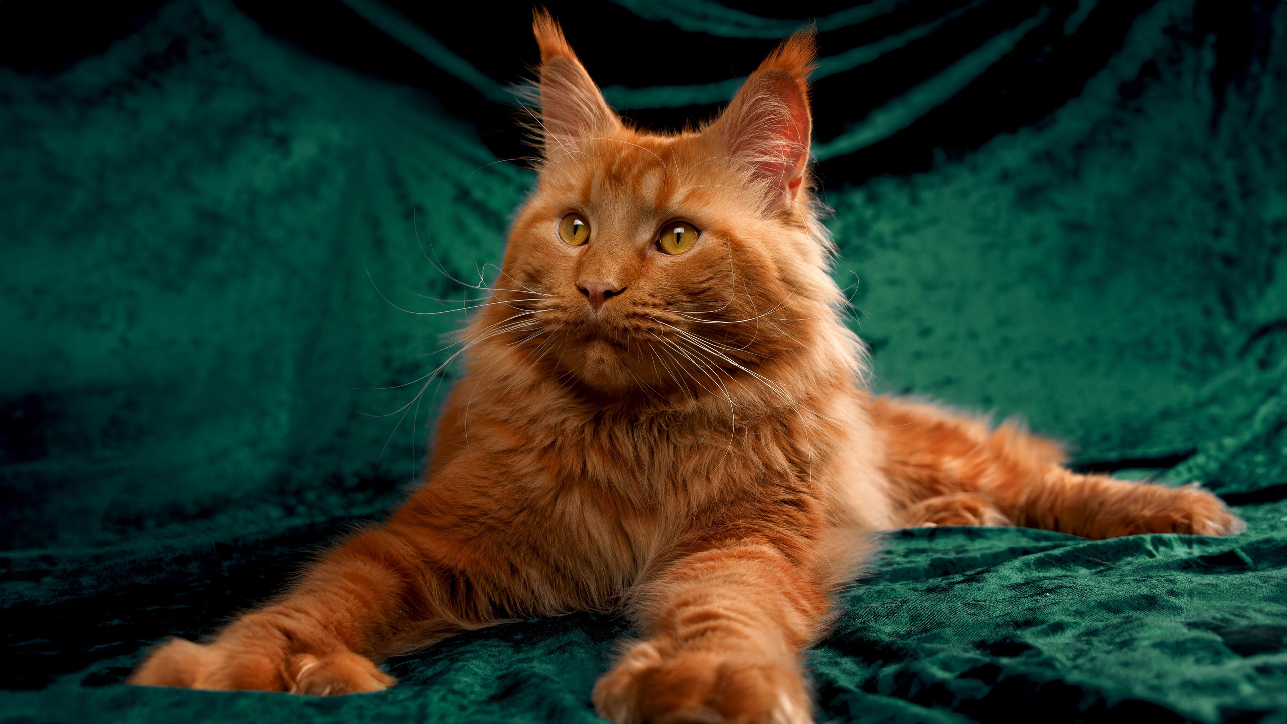 Кошки. Фотограф-анималист Юлия Зубкова