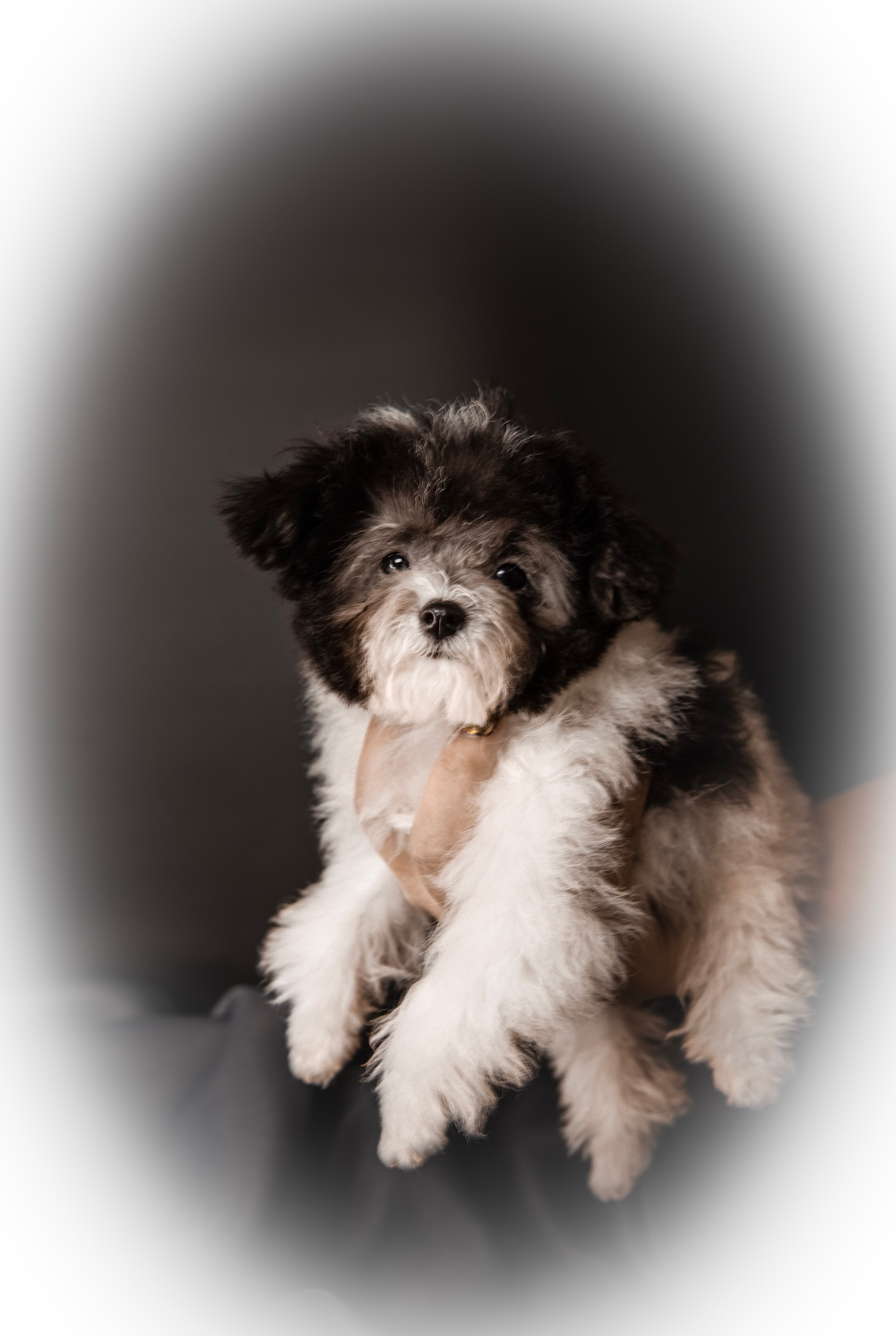 Фотограф Татьяна Марсуверских г. Жуковский, Москва и Мо. Репортажные съёмки, фотосессии,  фотограф анималист, фотосъёмка животных. Фотограф для маркетплейсов, фотоуслуги в Жуковском Татьяна Марсуверских