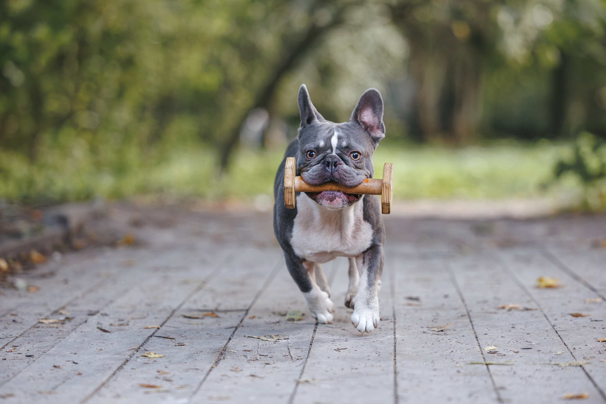 Французский Бульдог в Воронцовском парке (в обработке). Фотограф Анималист в Москве Анастасия Жучкова