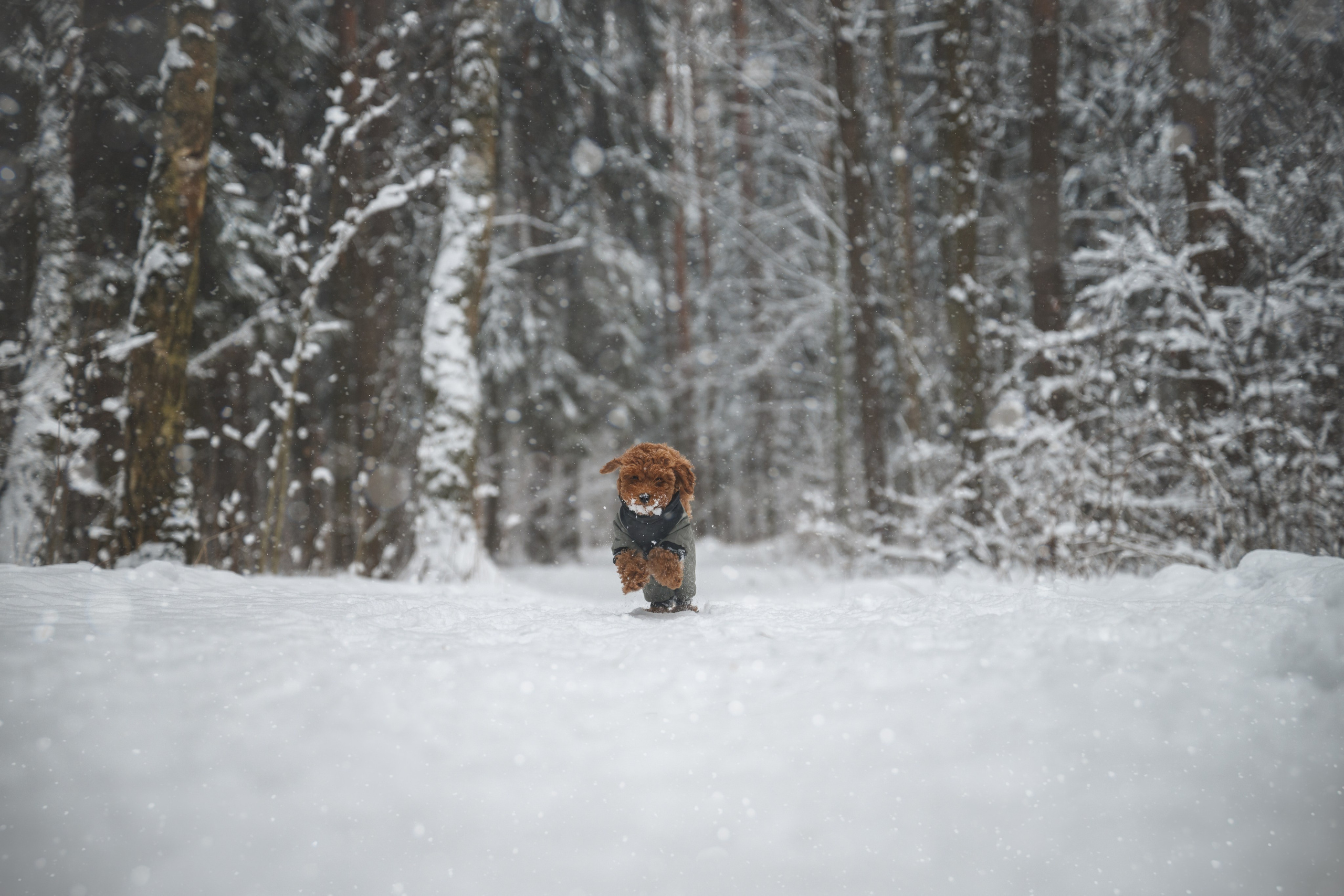 Щенок пуделя. Фотограф Анималист в Москве Анастасия Жучкова