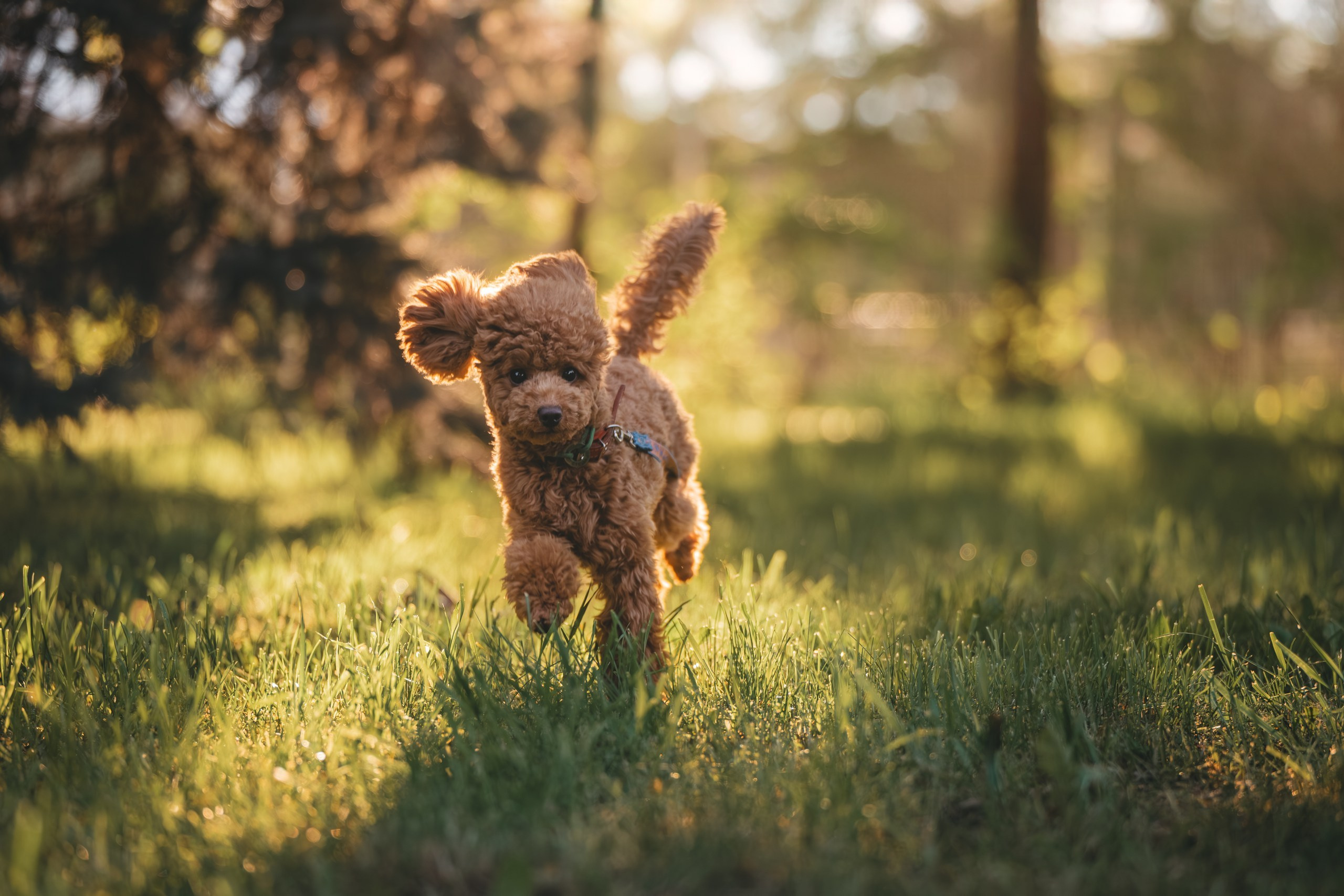 Юля с пуделем. Фотограф Анималист в Москве Анастасия Жучкова