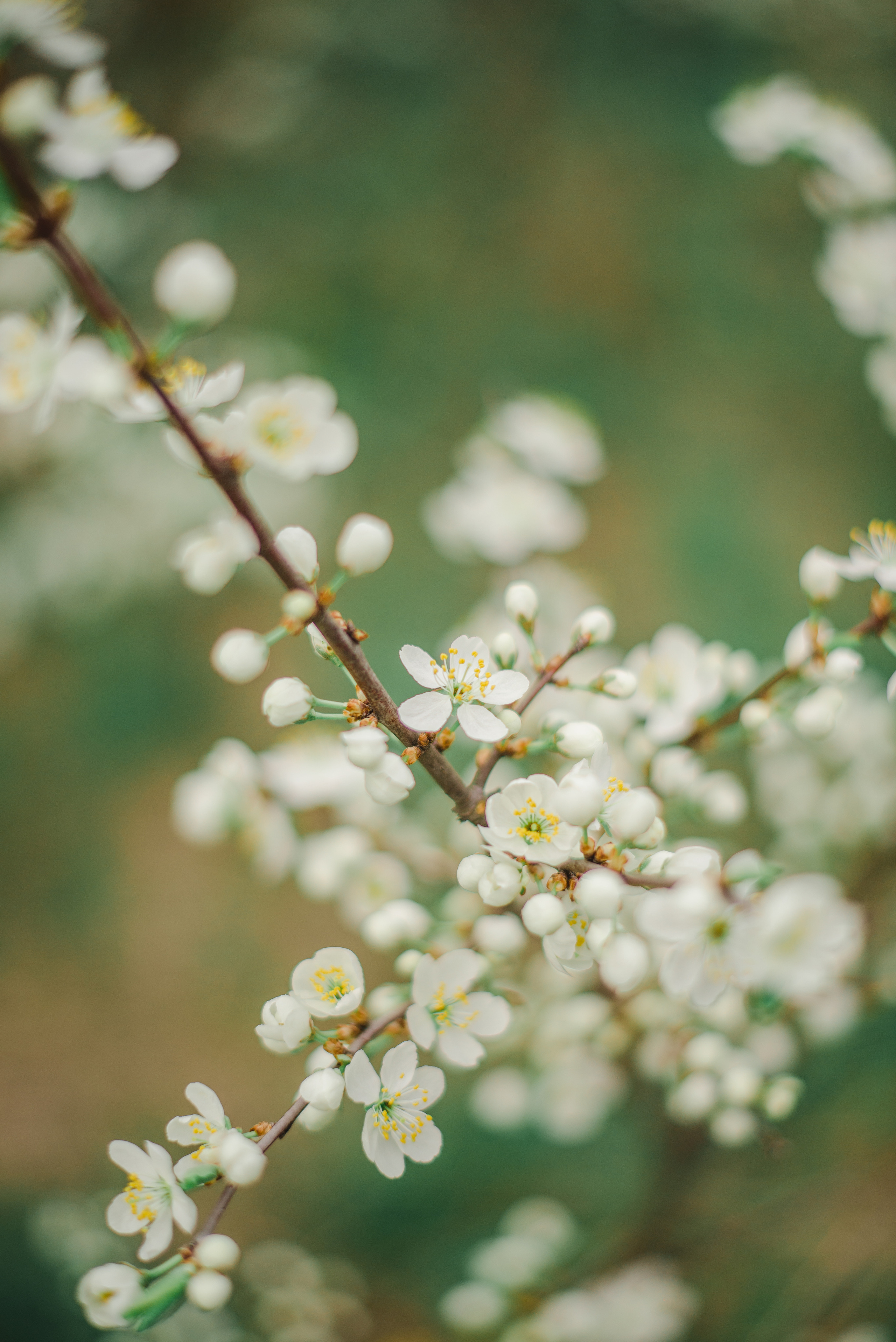 VIOLETTA & ANDREY. Семейный и детский фотограф Иваново Ксения Азаренкова