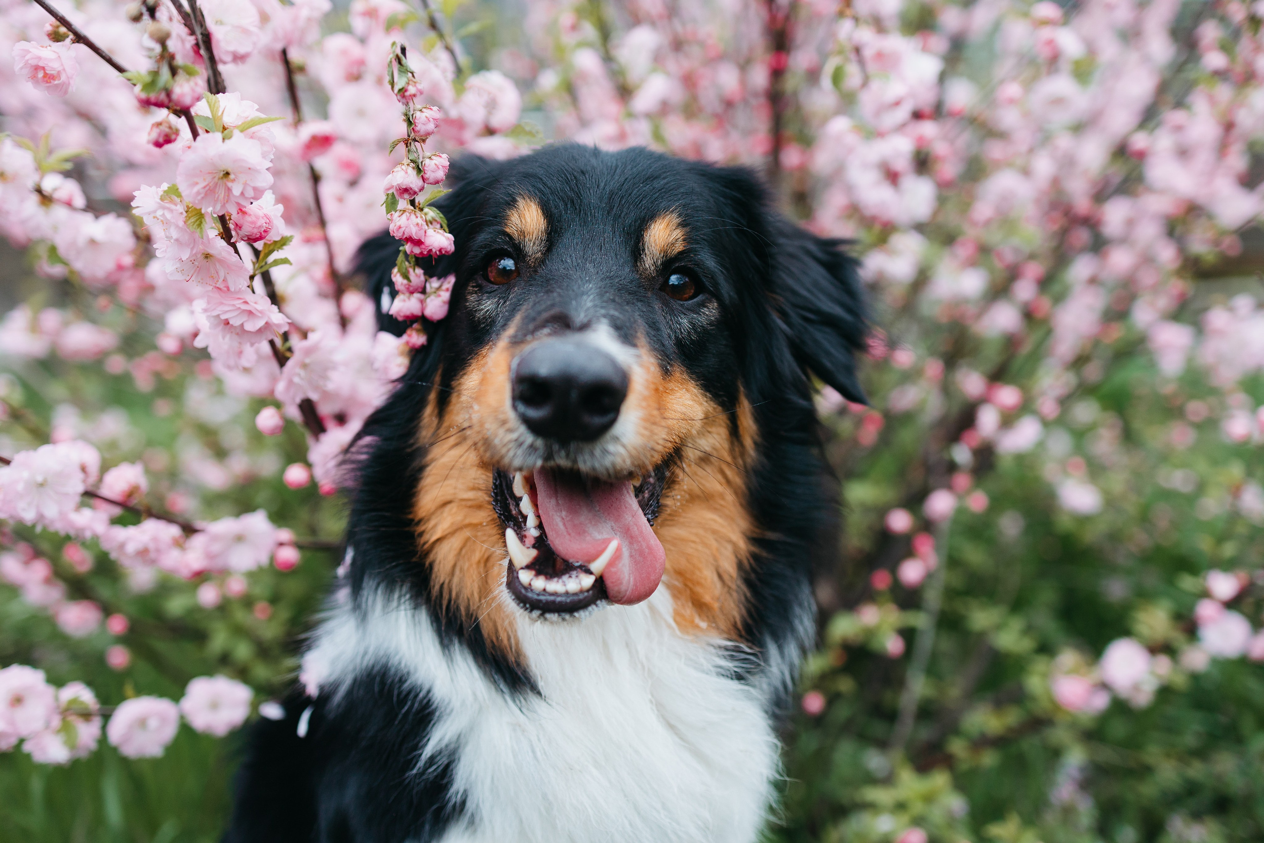 Фотограф — анималист Светлана Кысса|фотограф собак в Краснодаре и Нижнем Новгороде