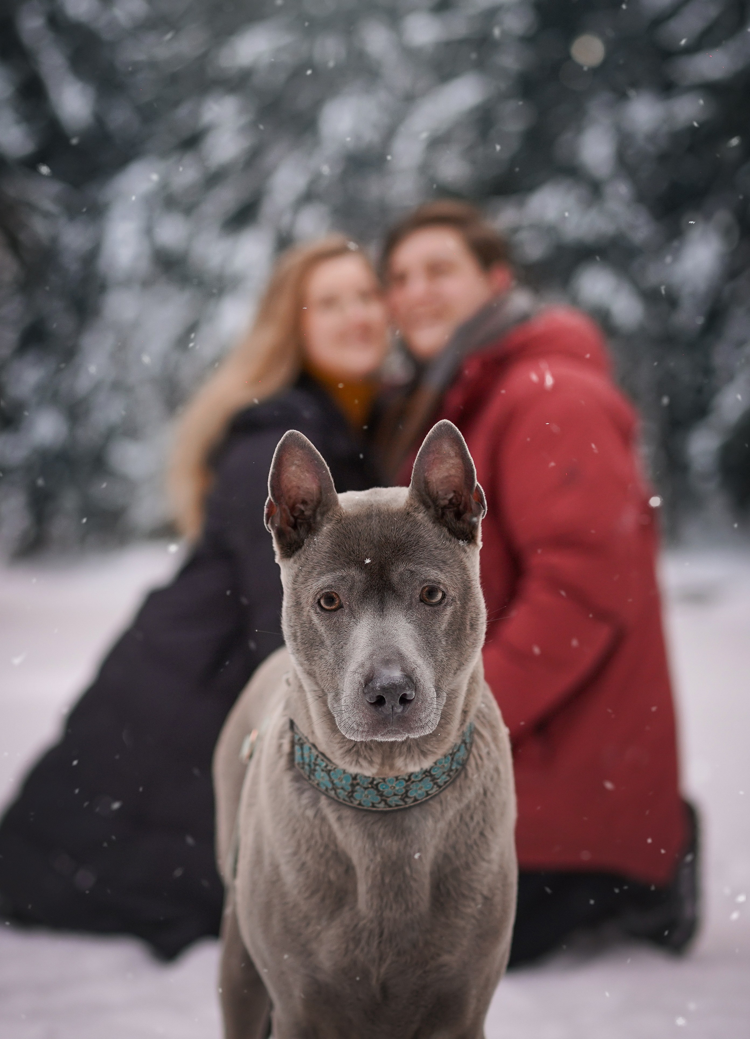 Даша Илья Вениамина и Мэдиссон. Фотограф-анималист в Санкт-Петербурге Яна Мартынова
