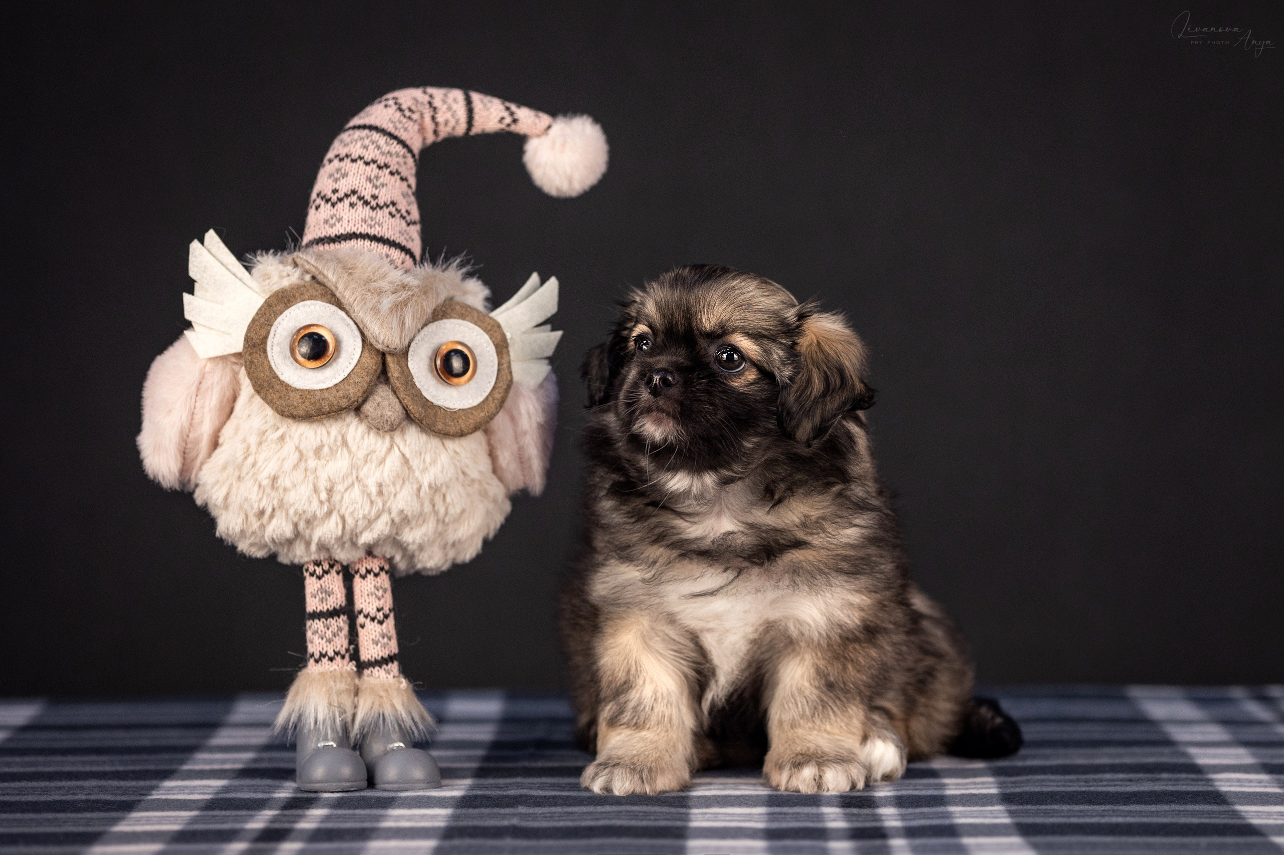 Тибетские спаниели. Фотограф анималист Аня Ливанова | Рыбинск