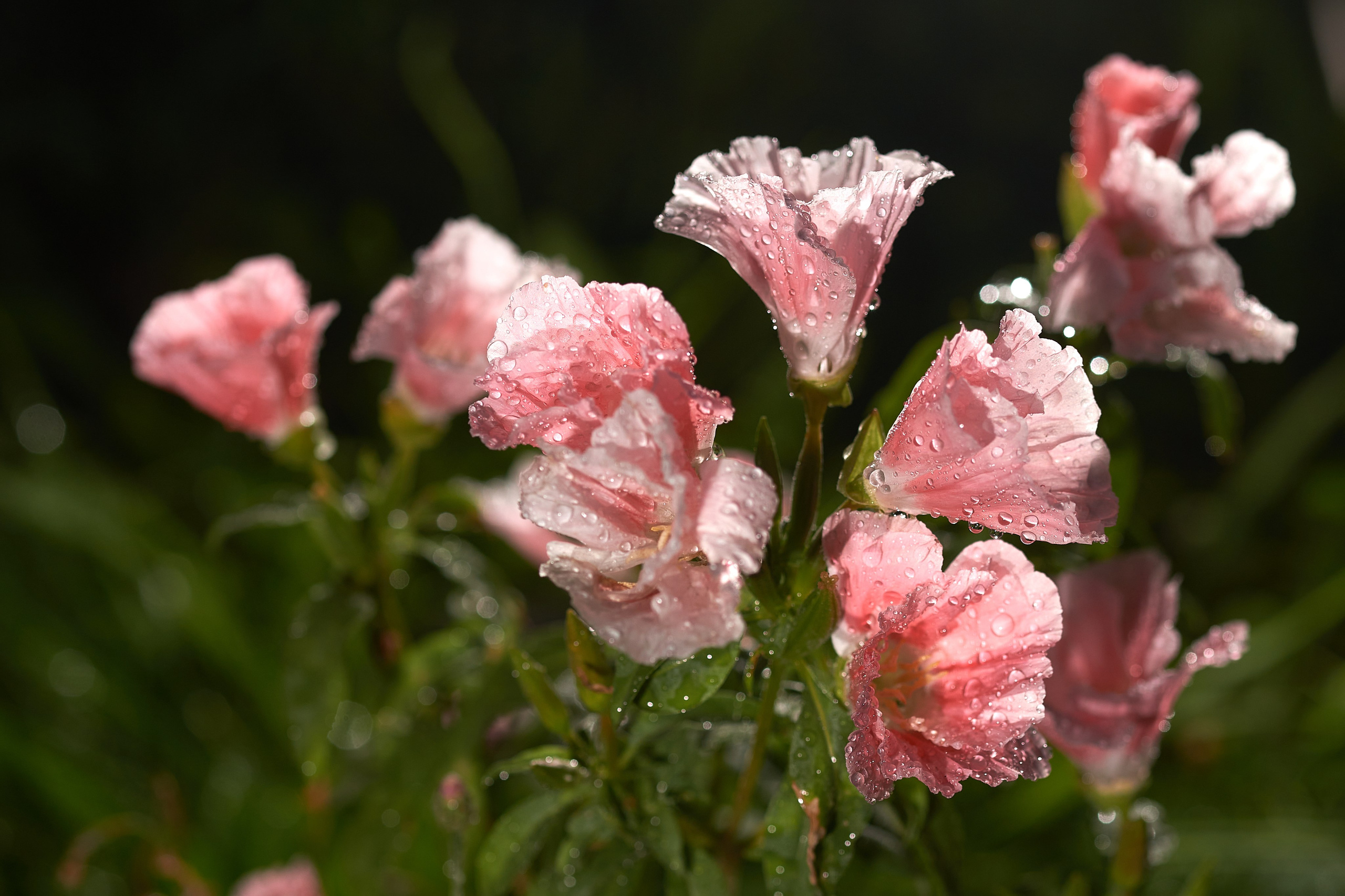 Наша мать — природа. Фотограф Владимир Артамонов