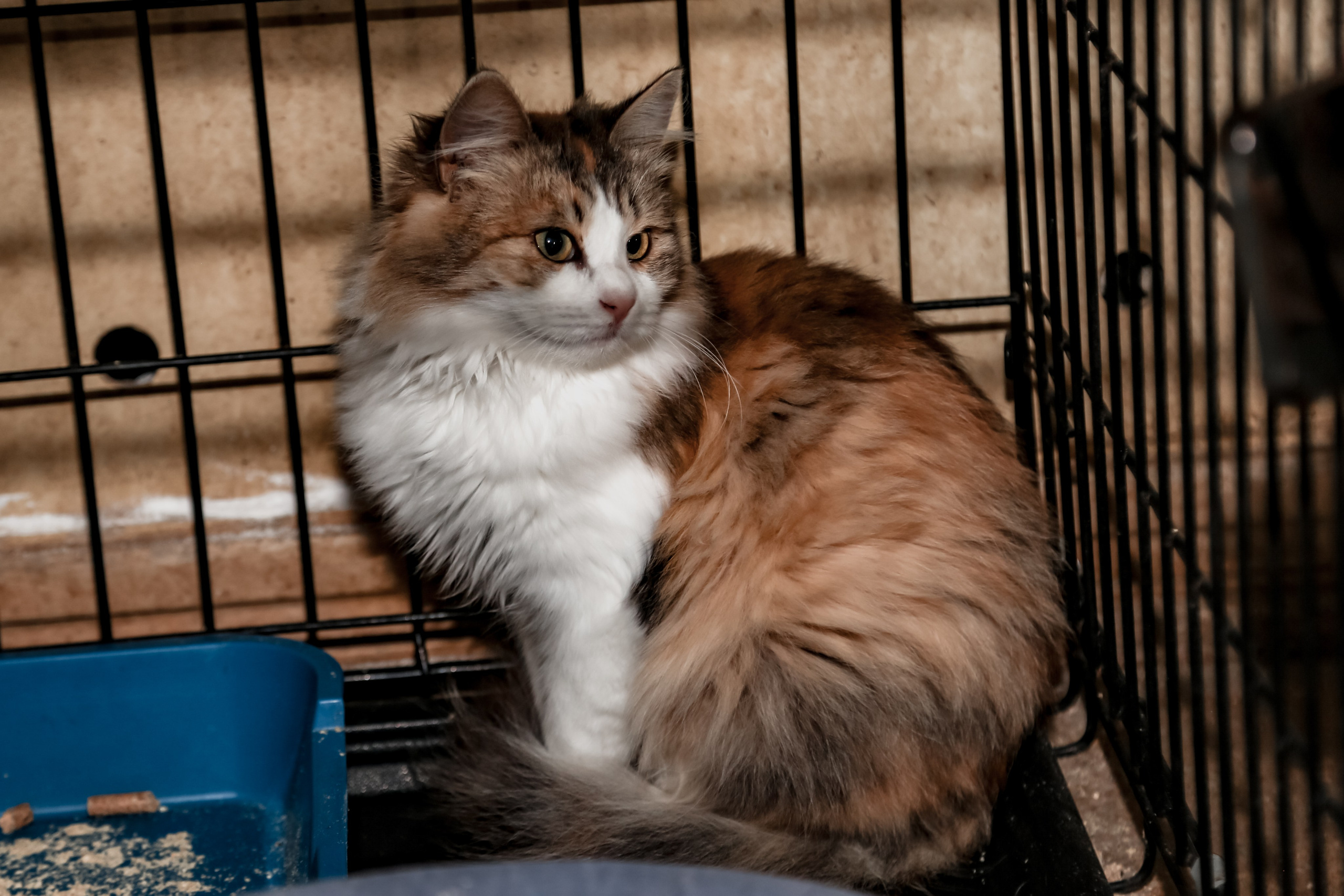 Приют Кошкин Дом Филимоша. Ваш фотограф в Оренбурге Рощупкина Екатерина