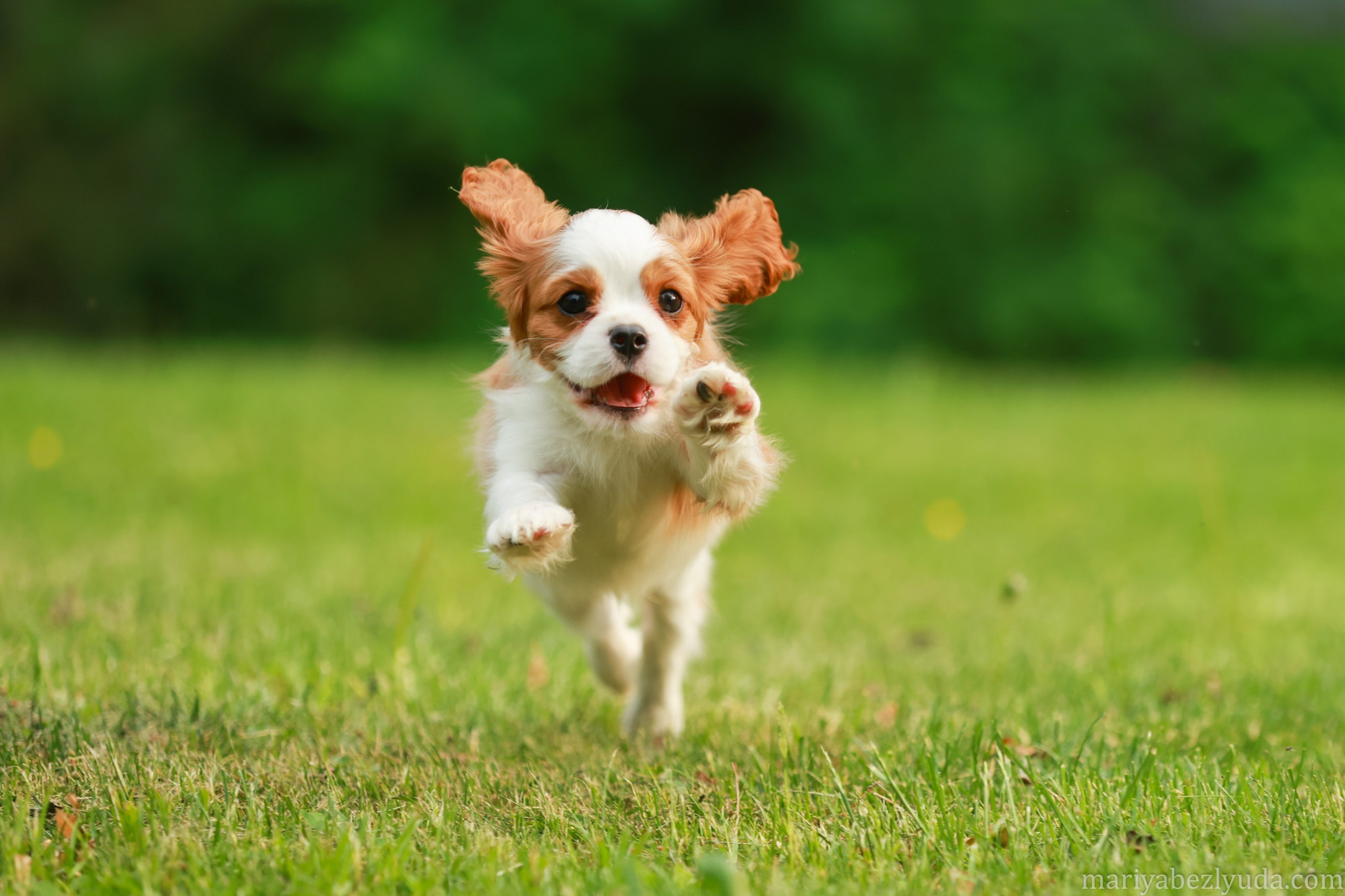Щенки. Семейный и детский фотограф в Москве Мария Быкова