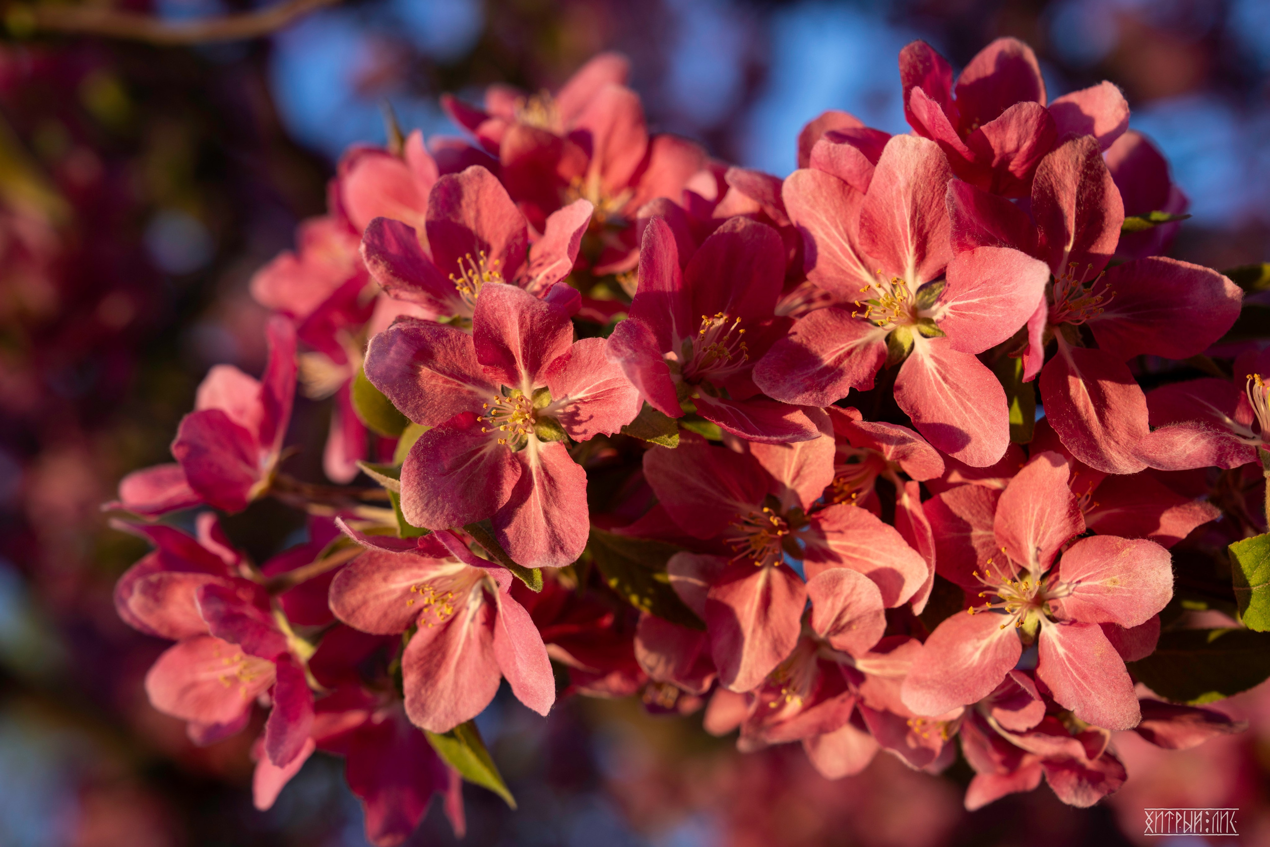 Пекин. Фотограф-путешественник Самойлов Максим «Sly Fox»