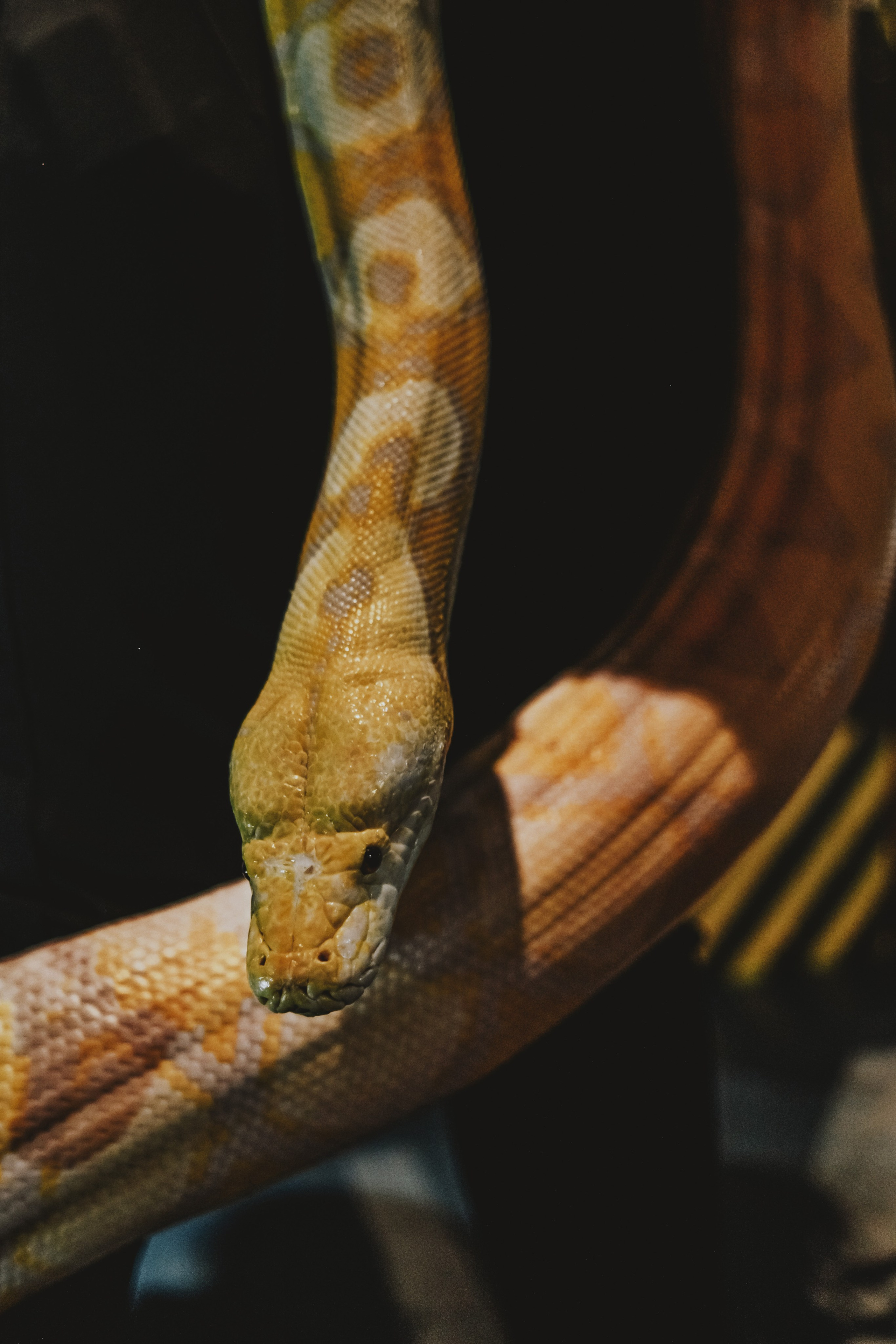 Дом Драконов. Nattie.ph