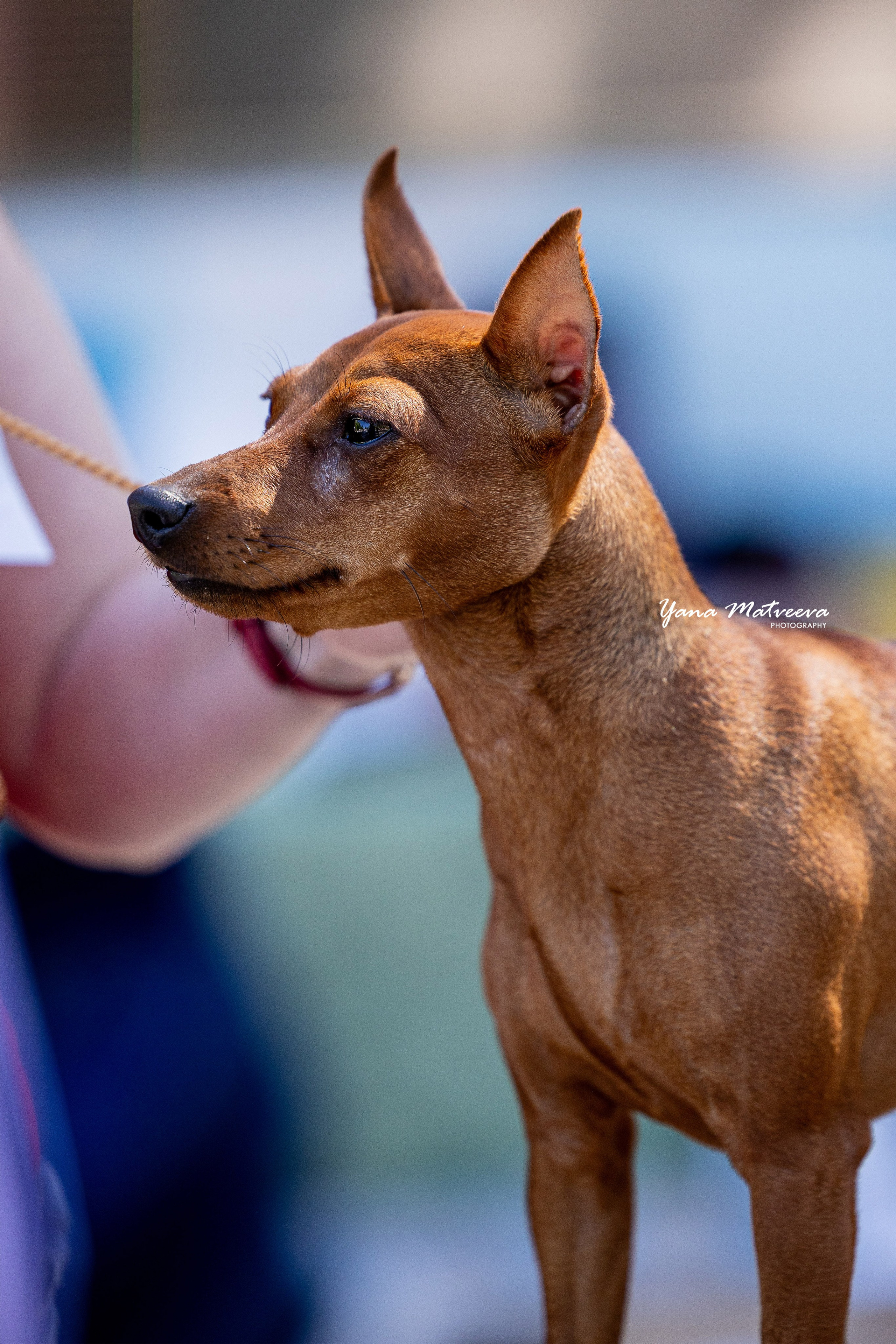 Собаки. Фотограф Яна Матвеева в Ижевске