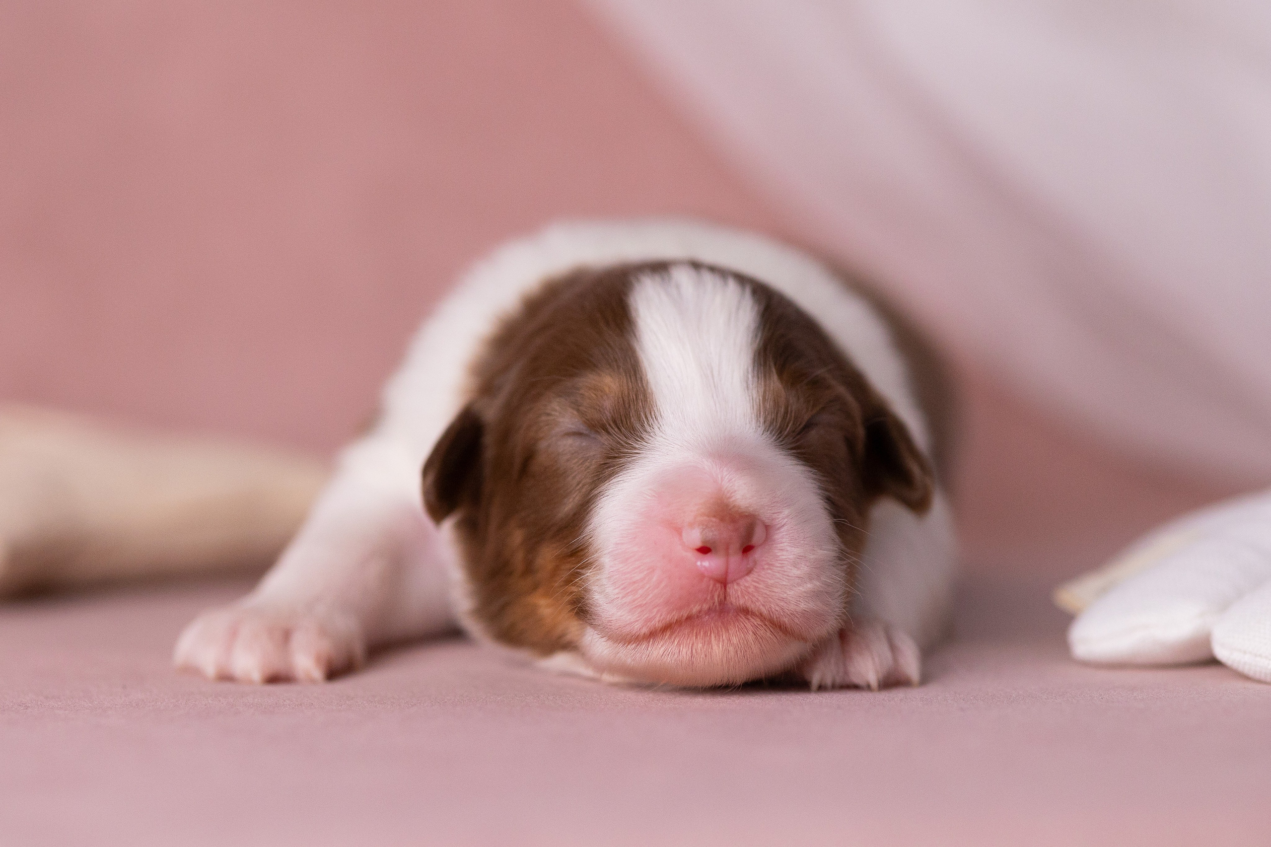 Щенки. Фотограф Яна Матвеева в Ижевске