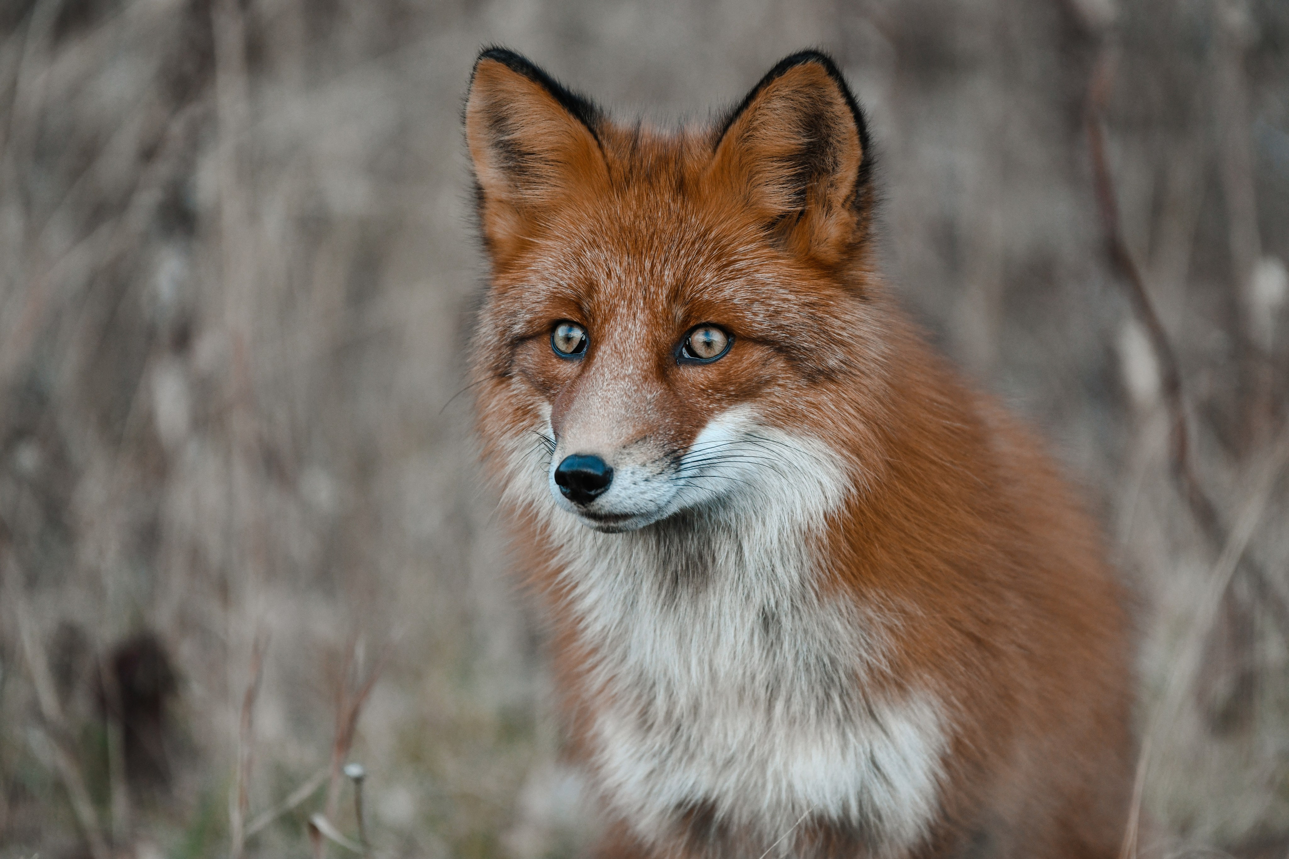 Природа. Людмила Москвичёва — Фотограф на все случаи жизни.Камчатка/Владивосток