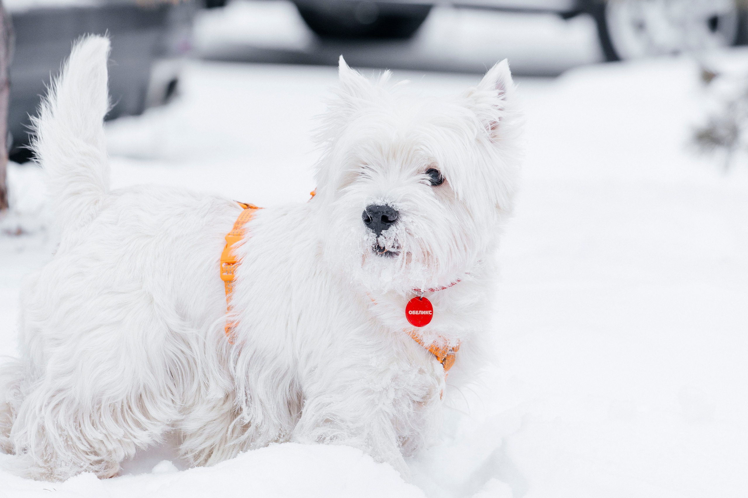 Арина и Обеликс. Фотограф Виктория Куприянова
