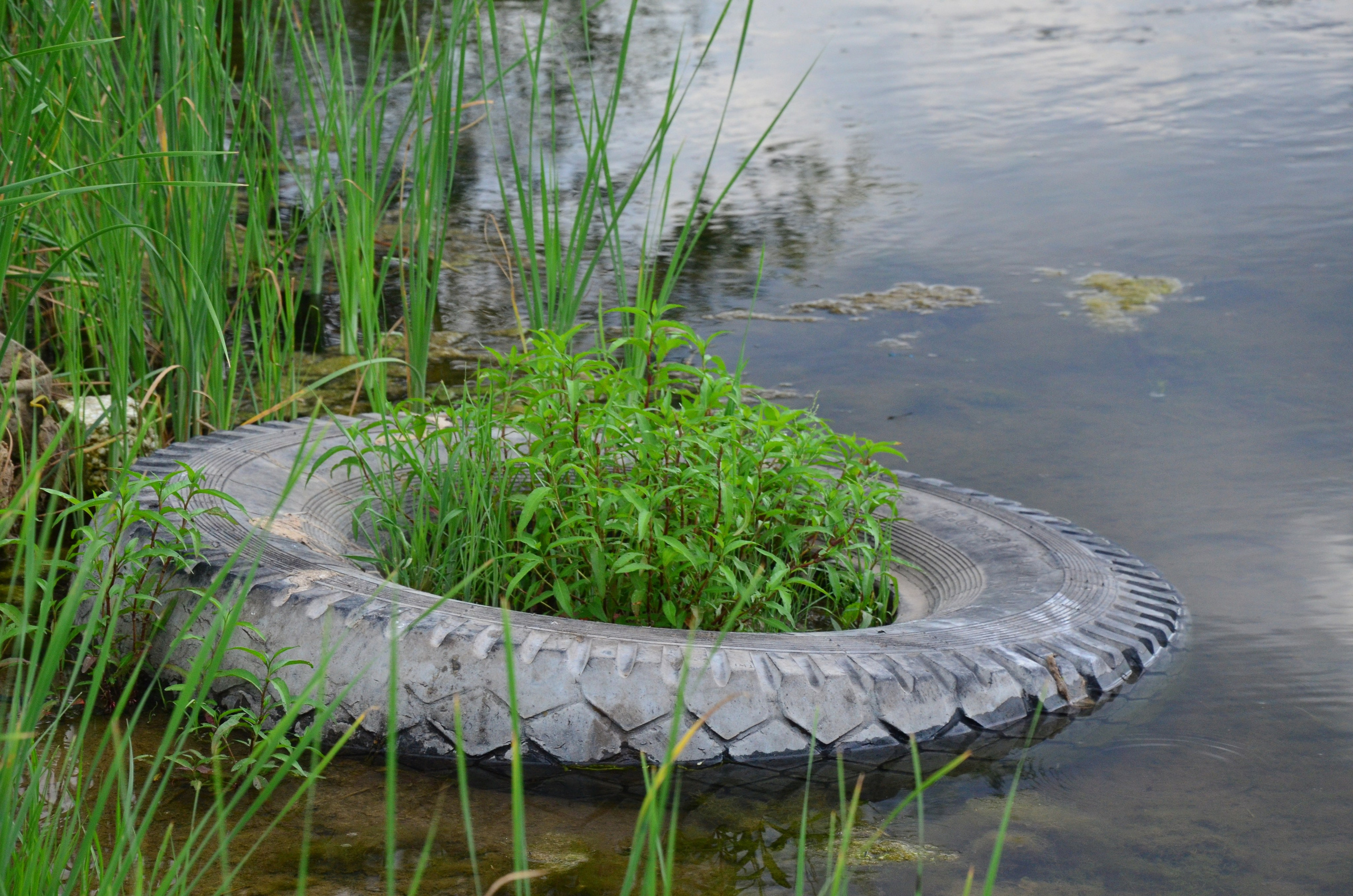 Дары природы. Фотограф viktor viktor