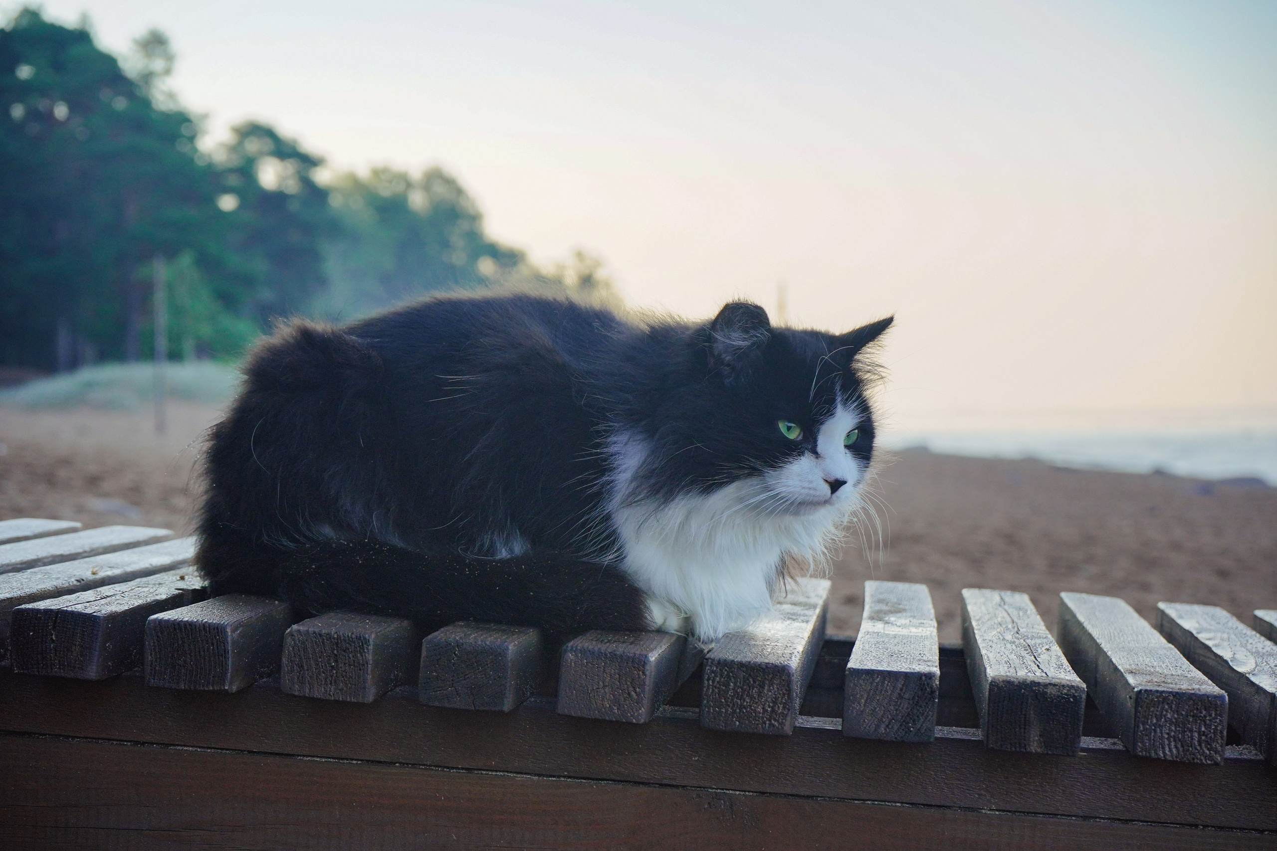 Фотосессии Пушистиков. Фотограф в Санкт-Петербурге Виктория Барышникова