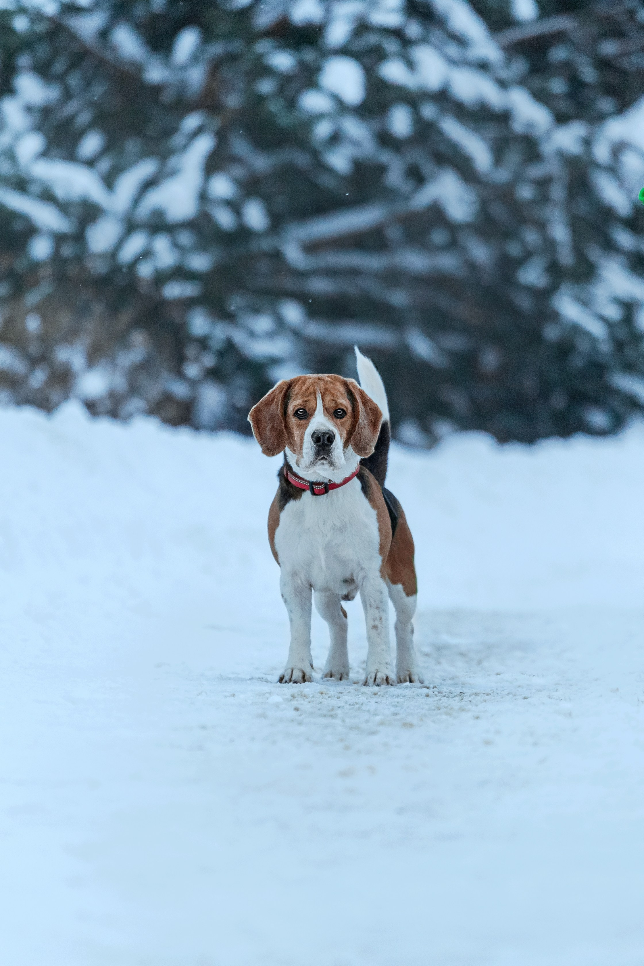 Дом для Биглей 2023. Фотограф-анималист Татьяна Степанова