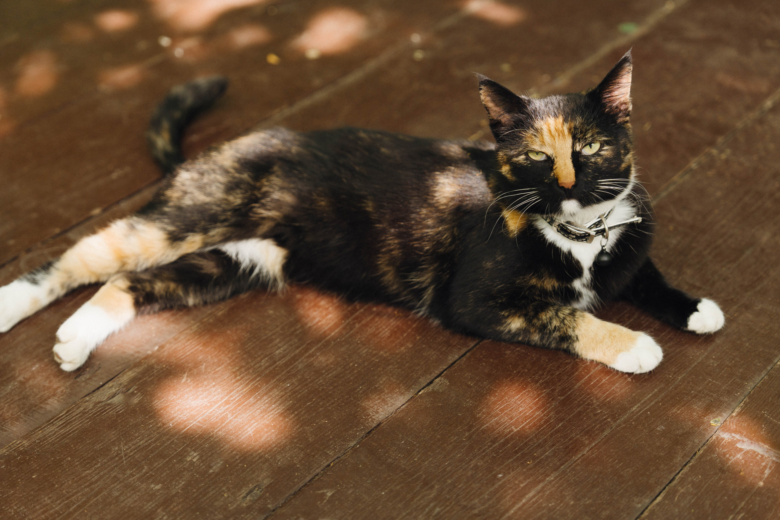 Евгений и Александра. Фотограф/ видеограф Катя Ильина Калуга