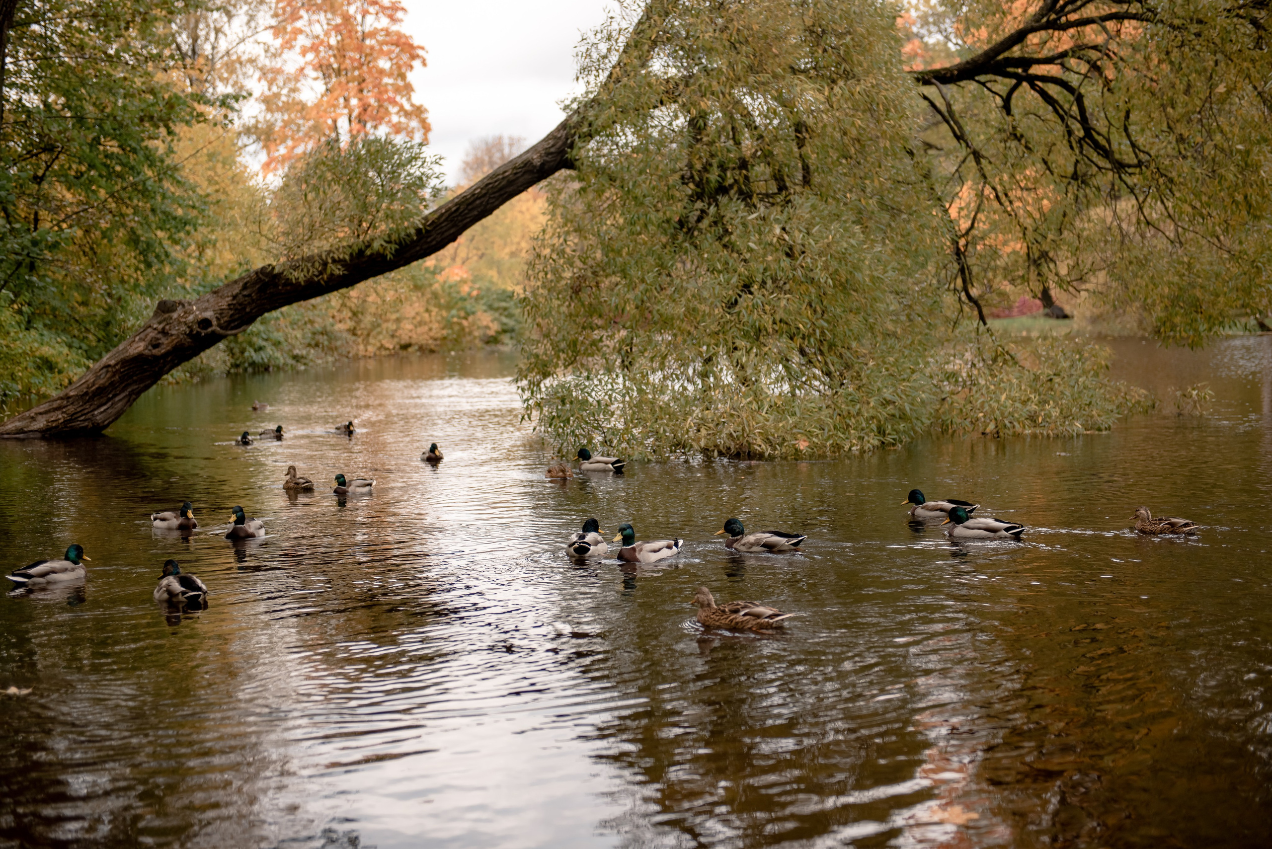 Елагин остров. Свадебный фотограф Тюмень / Санкт — Петербург Миронова Наталия