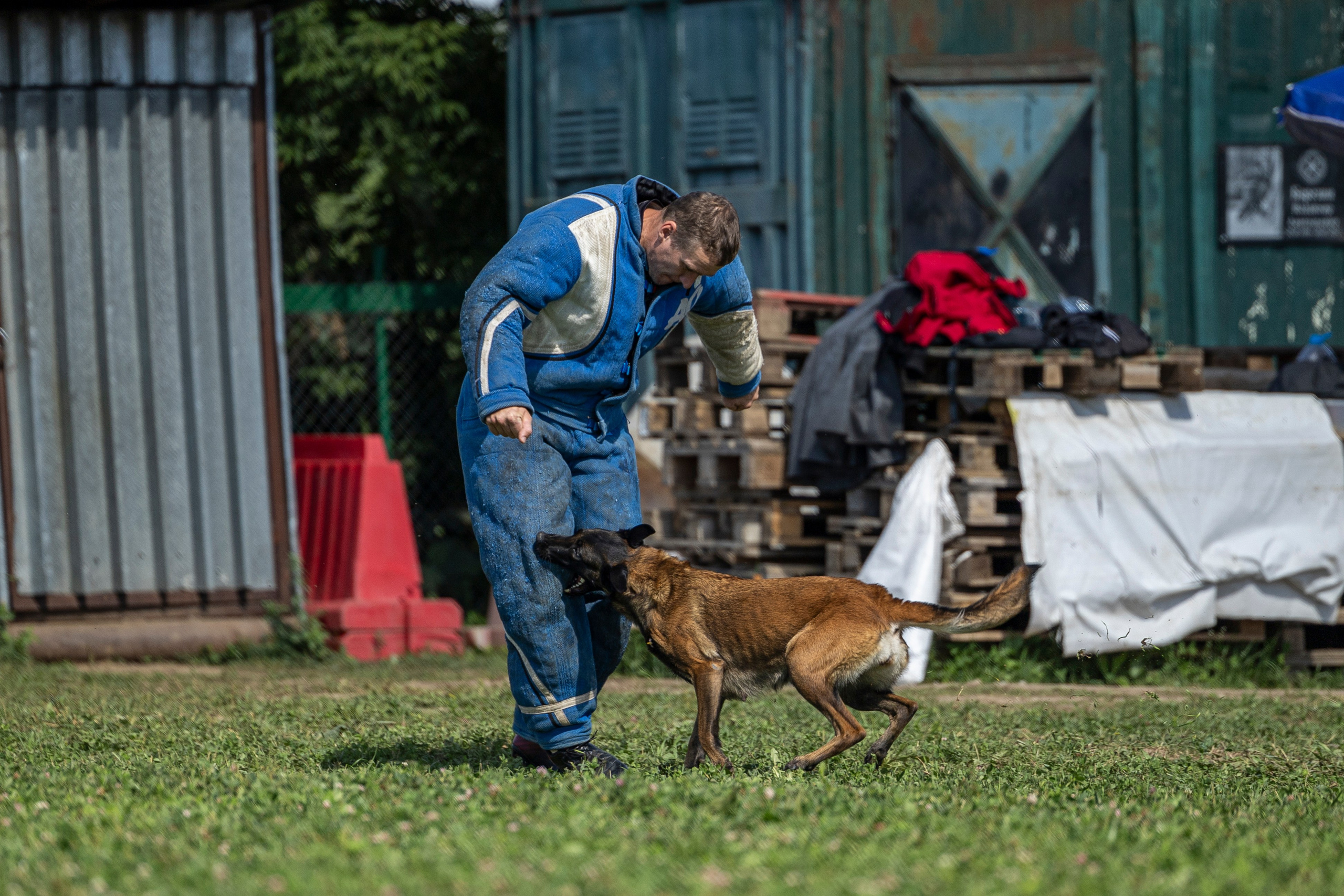 Соревнования по Мондьорингу г. Вологда 10-11.08.2024. Фотограф-анималист Анна Маринич