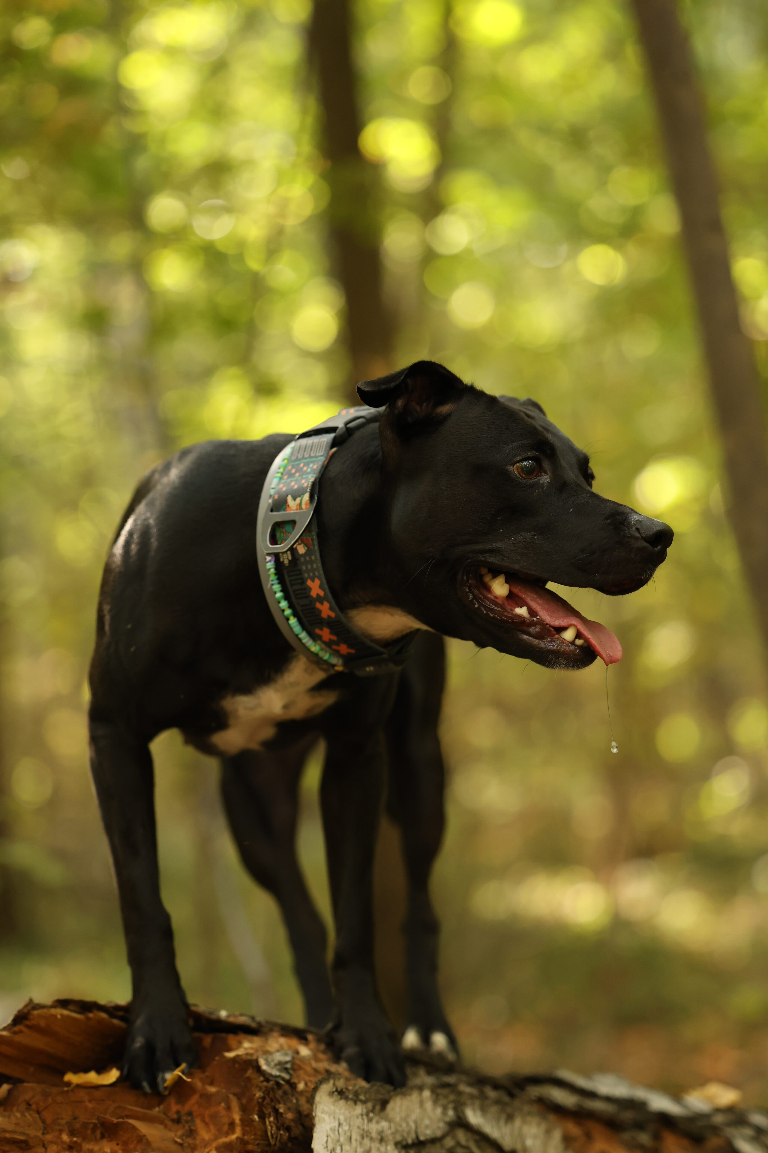 Алена и Бора. Виктория Михайловская. Фотограф-анималист. Москва