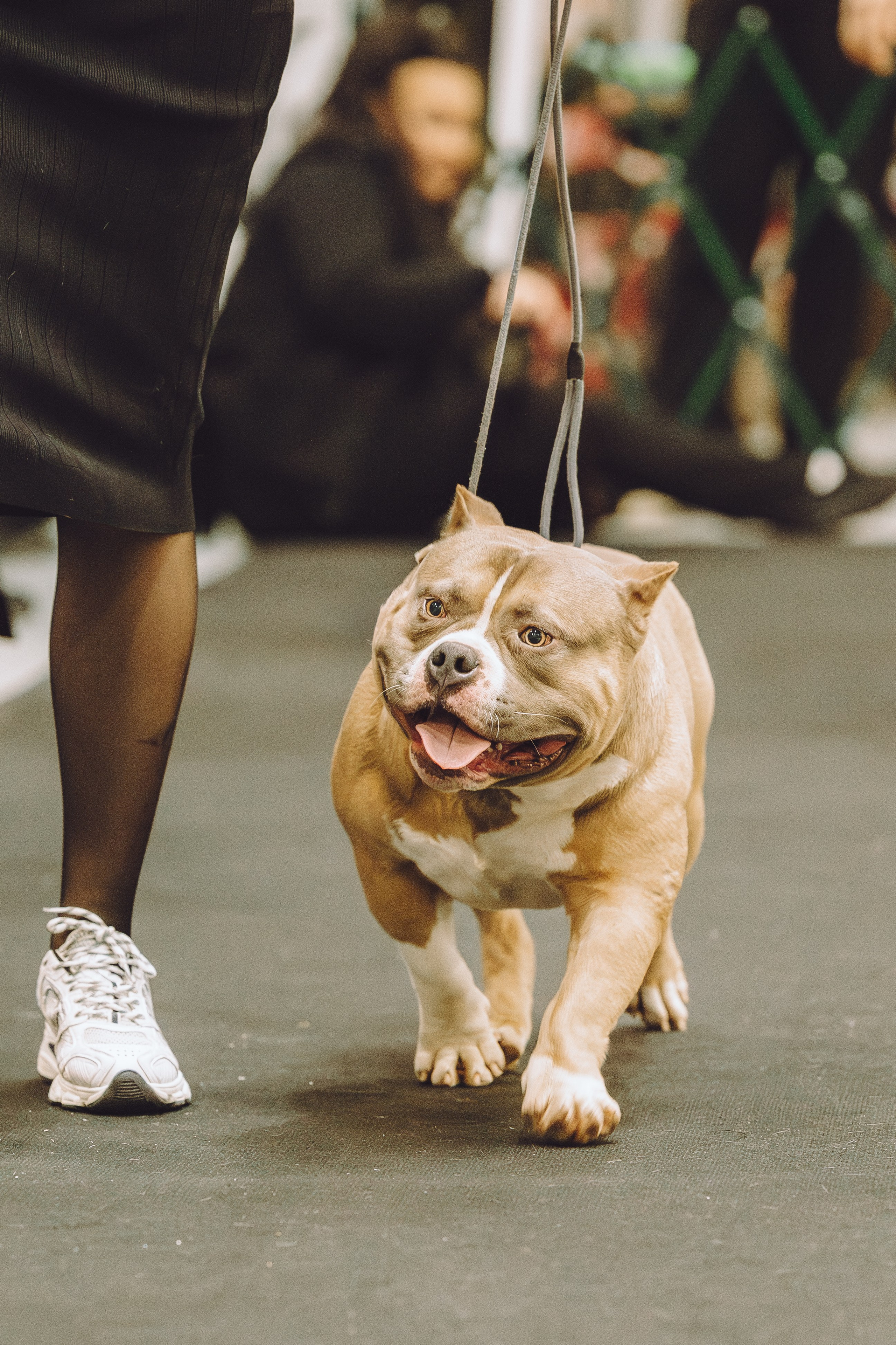 АВКС. Виктория Михайловская. Фотограф-анималист. Москва