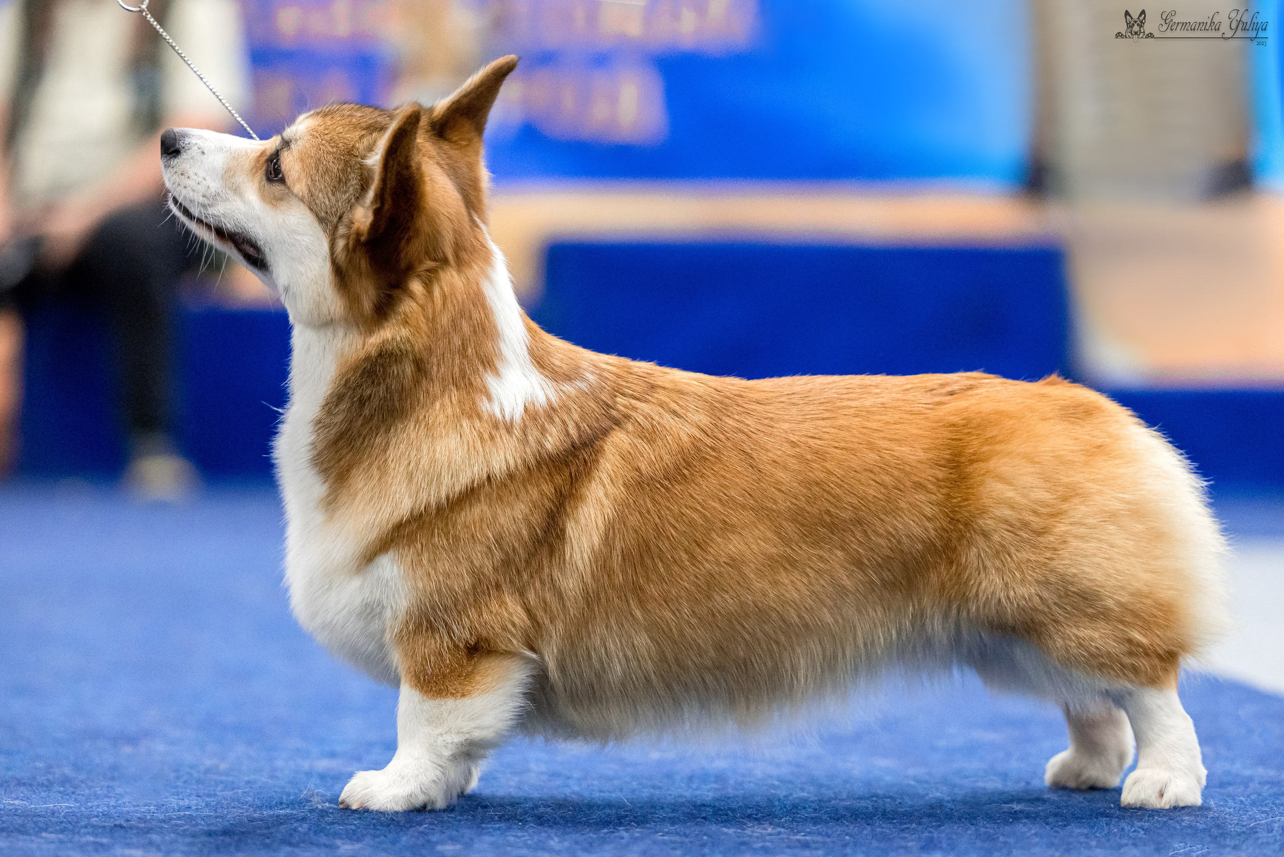 Сфера 29.10,Крокус 4.11,Сфера 12.11.2023. Фотограф-анималист Юлия Германика