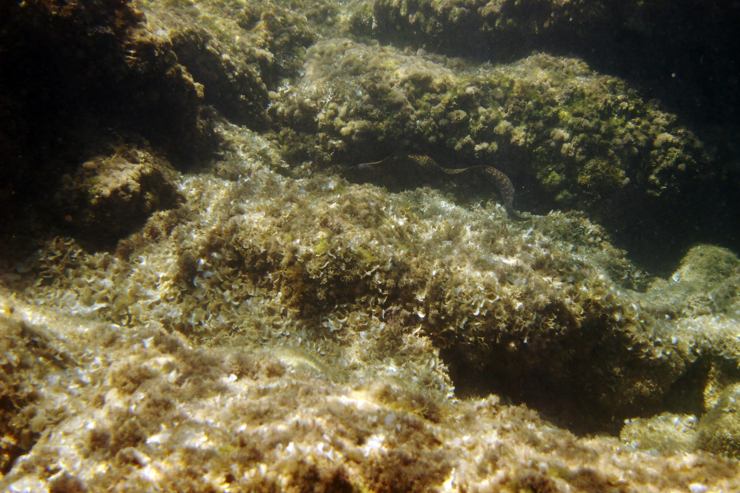 Под водой. Миша Печёнкин | фотография