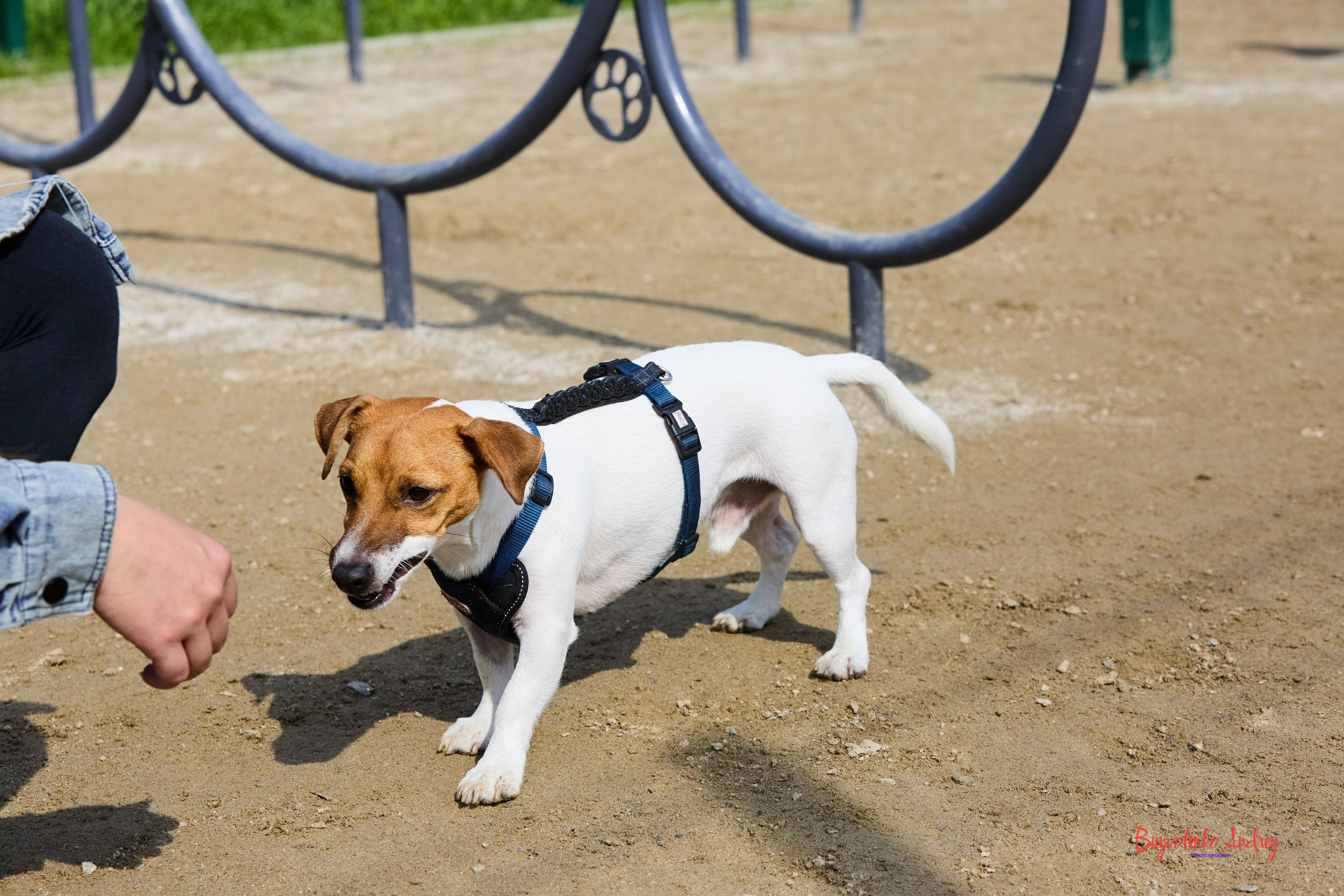 Проект фотопрогулка с хвостиком. Buyvolenko Andrey