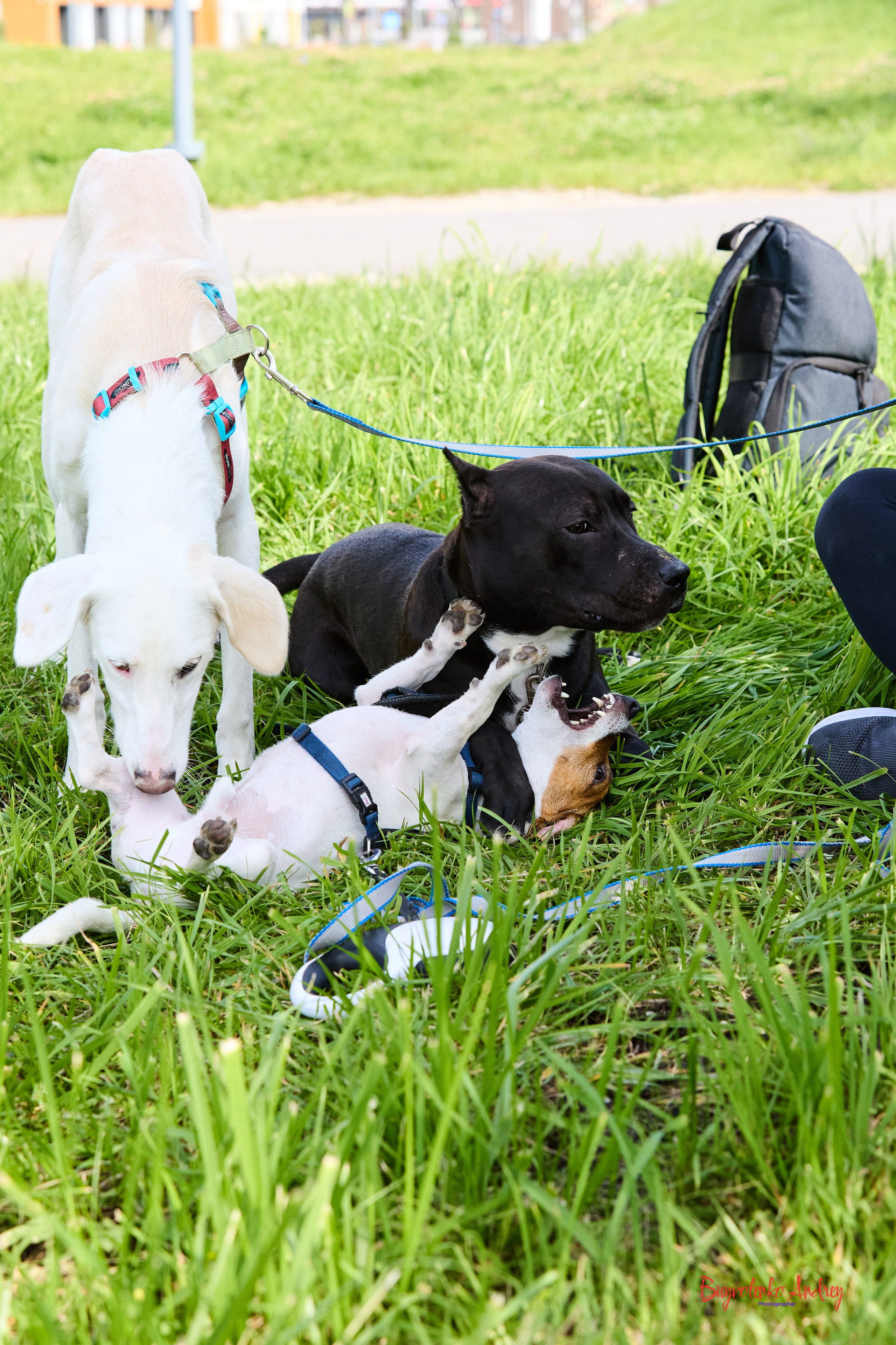 Проект фотопрогулка с хвостиком. Buyvolenko Andrey